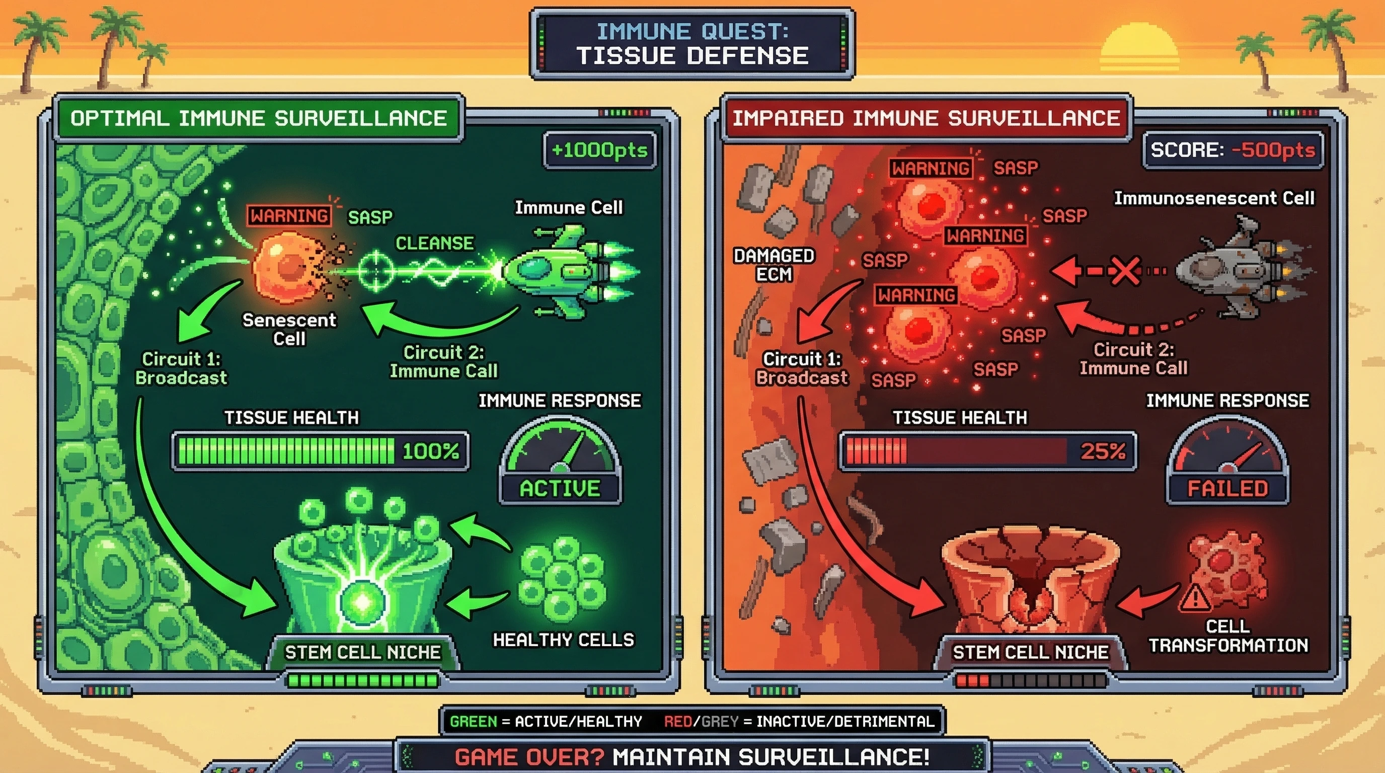 Mechanism: Senescent cells broadcast damage signals (SASP) which, in healthy states, trigger immune clearance (Circuit 2). Readout: Readout: Impaired immune response leads to persistent SASP, declining tissue health, and dysfunctional stem cell niches.