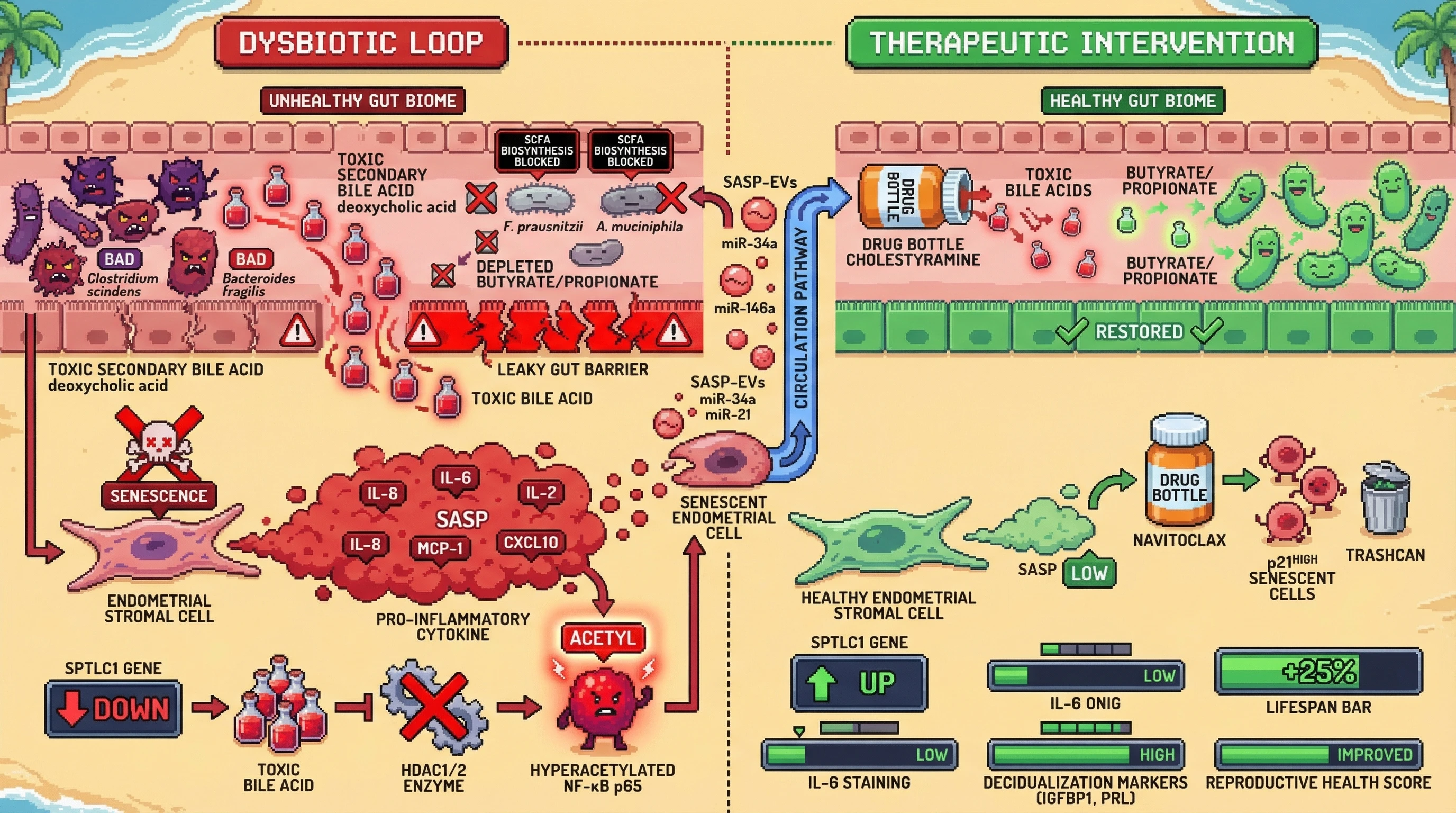Mechanism: Gut dysbiosis and senescent endometrial cells create a self-reinforcing loop where microbial bile acids drive SASP, and SASP-derived miRNAs suppress beneficial gut bacteria. Readout: Readout: Combined therapy with cholestyramine and navitoclax restores gut SCFAs, reduces endometrial inflammation, and improves decidualization markers.