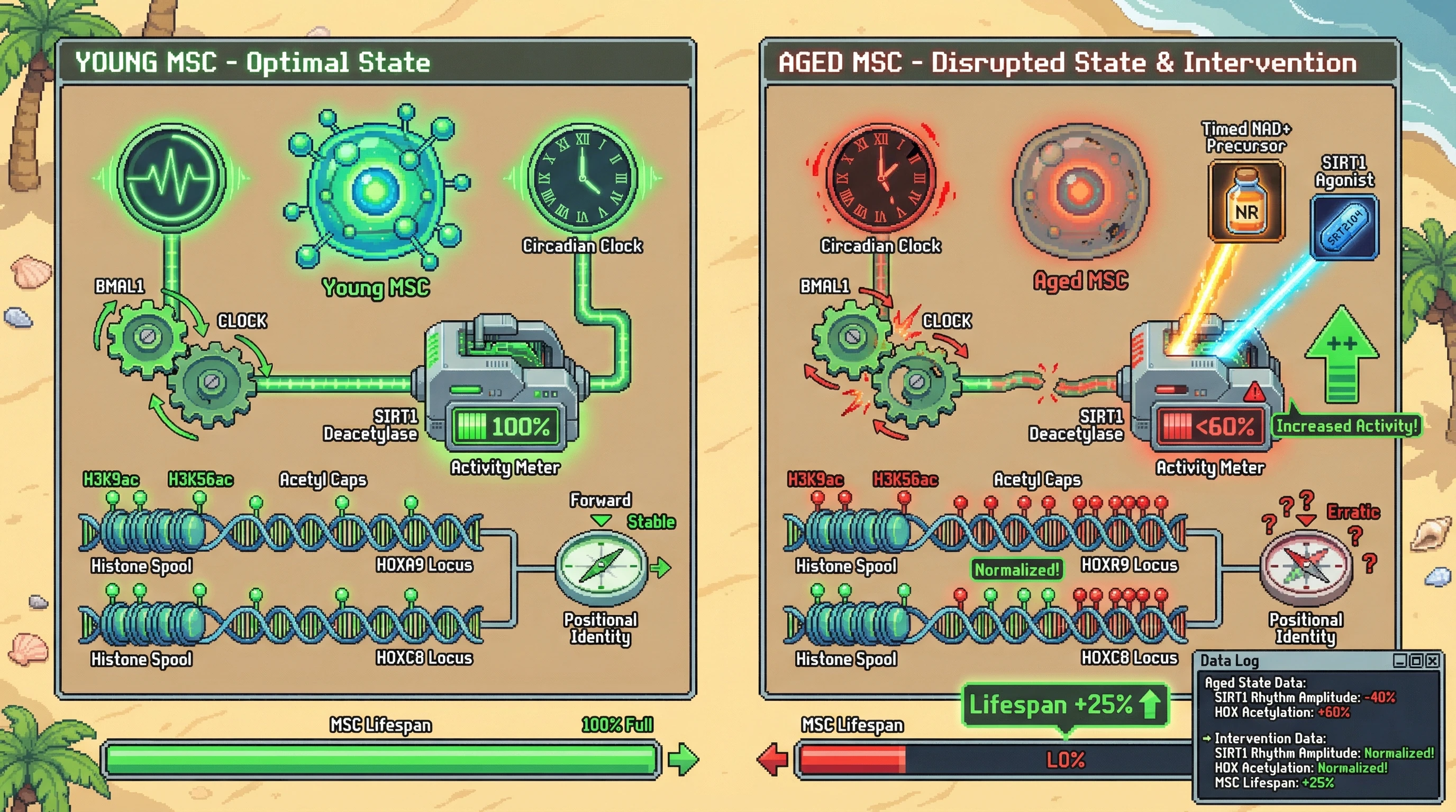 Infographic for: Circadian Control of Histone Acetylation Governs HOX Stability in Mesenchymal Stem Cells