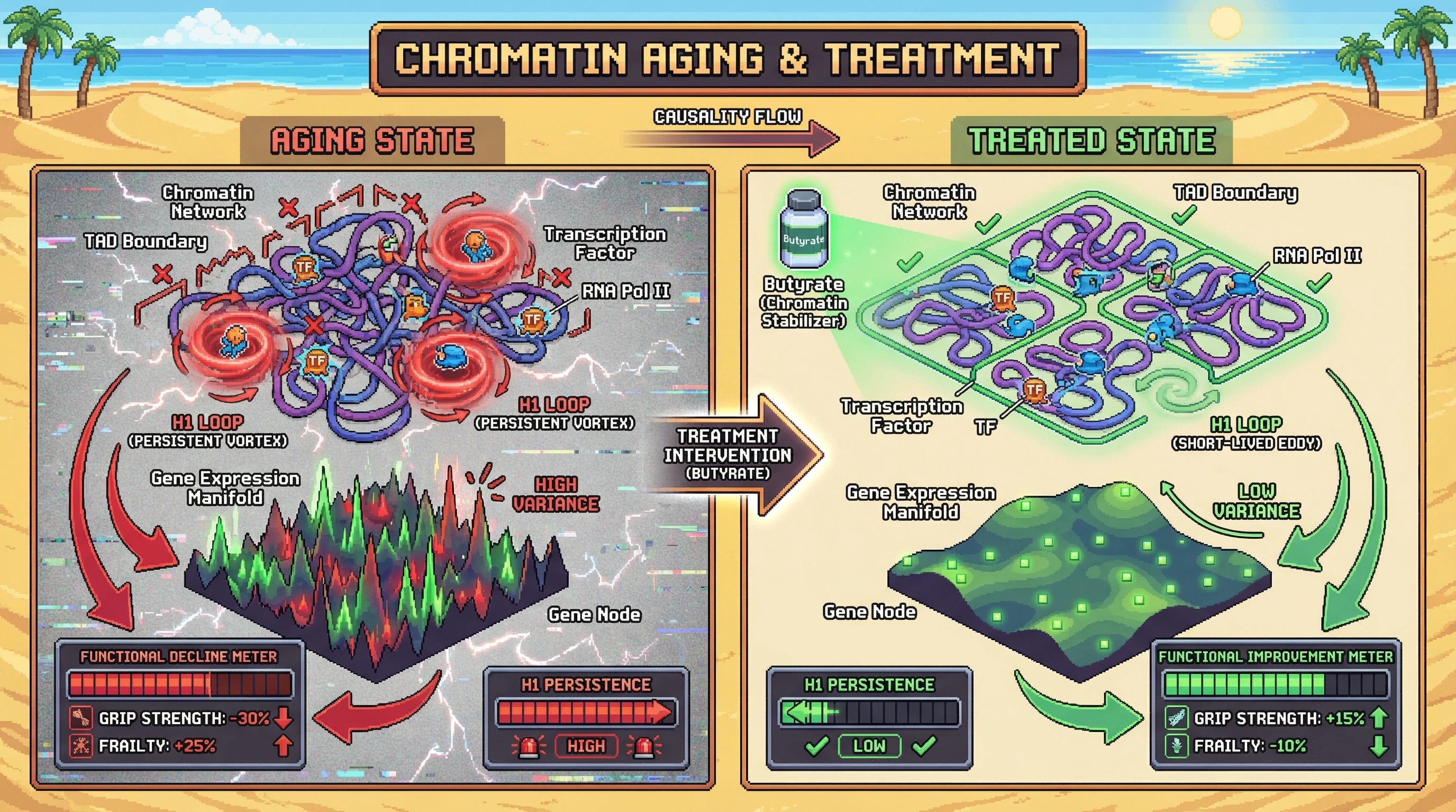 Mechanism: Aging increases the persistence of H1 loops in gene expression, a topological signature of transcriptional noise that drives functional decline. Readout: Readout: Chromatin-stabilizing compounds reduce H1 persistence and improve functional metrics like grip strength and frailty in aged models.