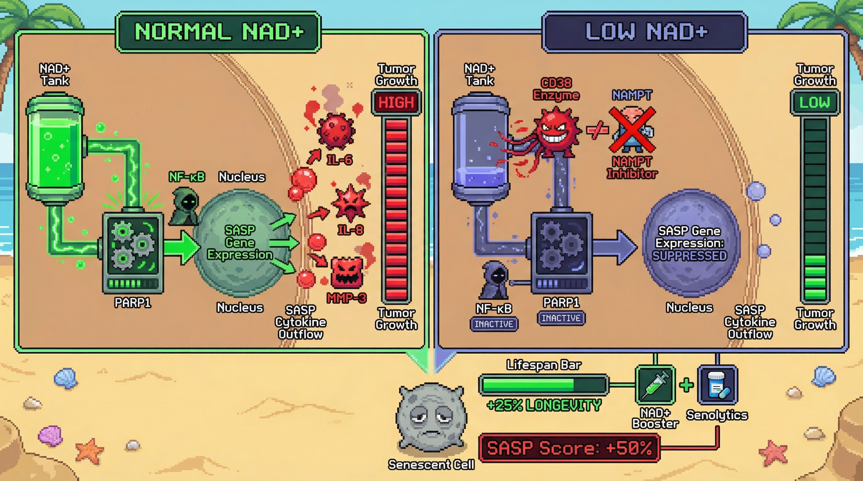 Infographic for: NAD+ decline as a metabolic brake on the senescence-associated secretory phenotype