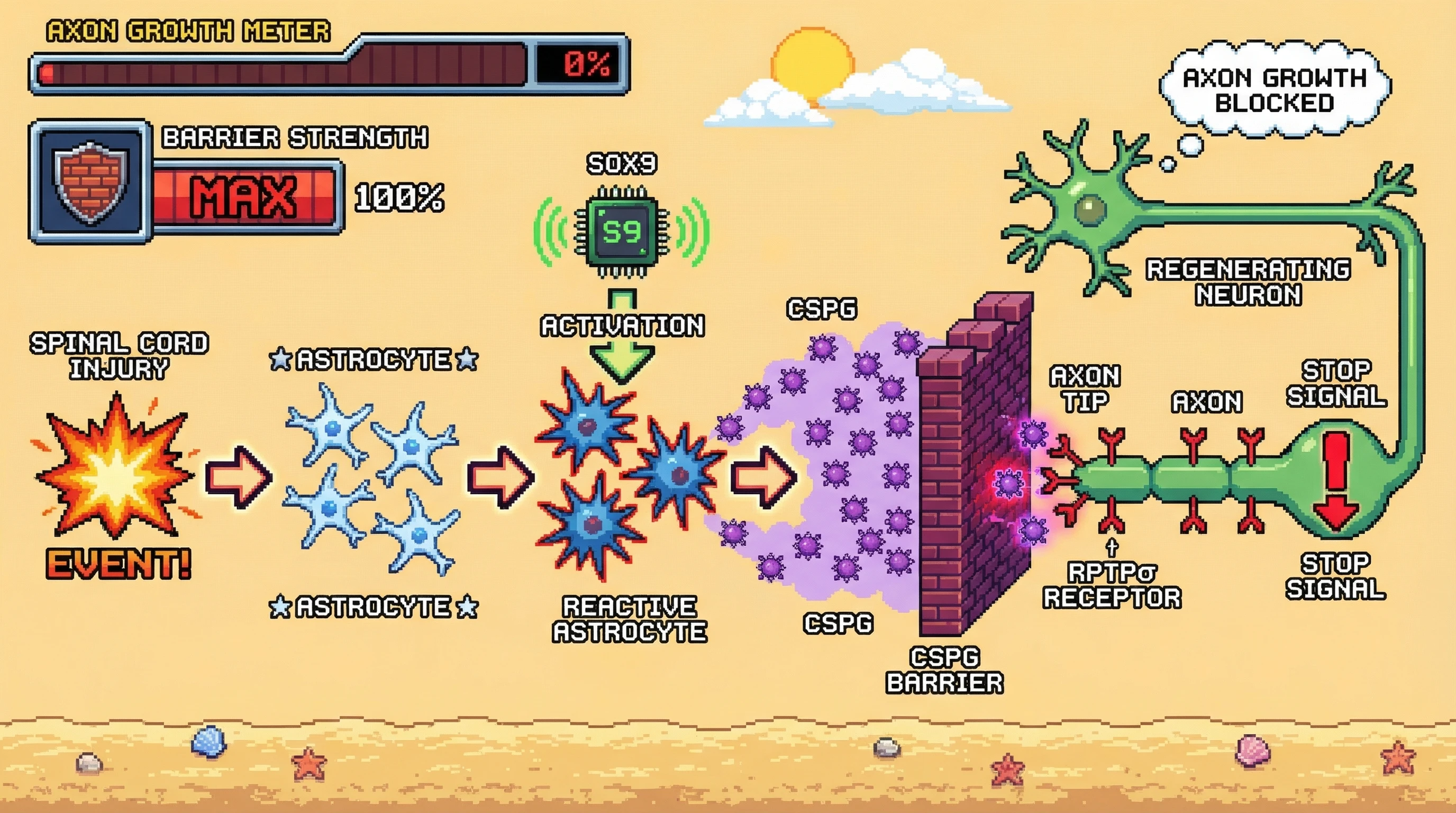 Infographic for: The Glial Scar Is Not Just a Wall—It Is an Active Barrier Programmed by CSPGs