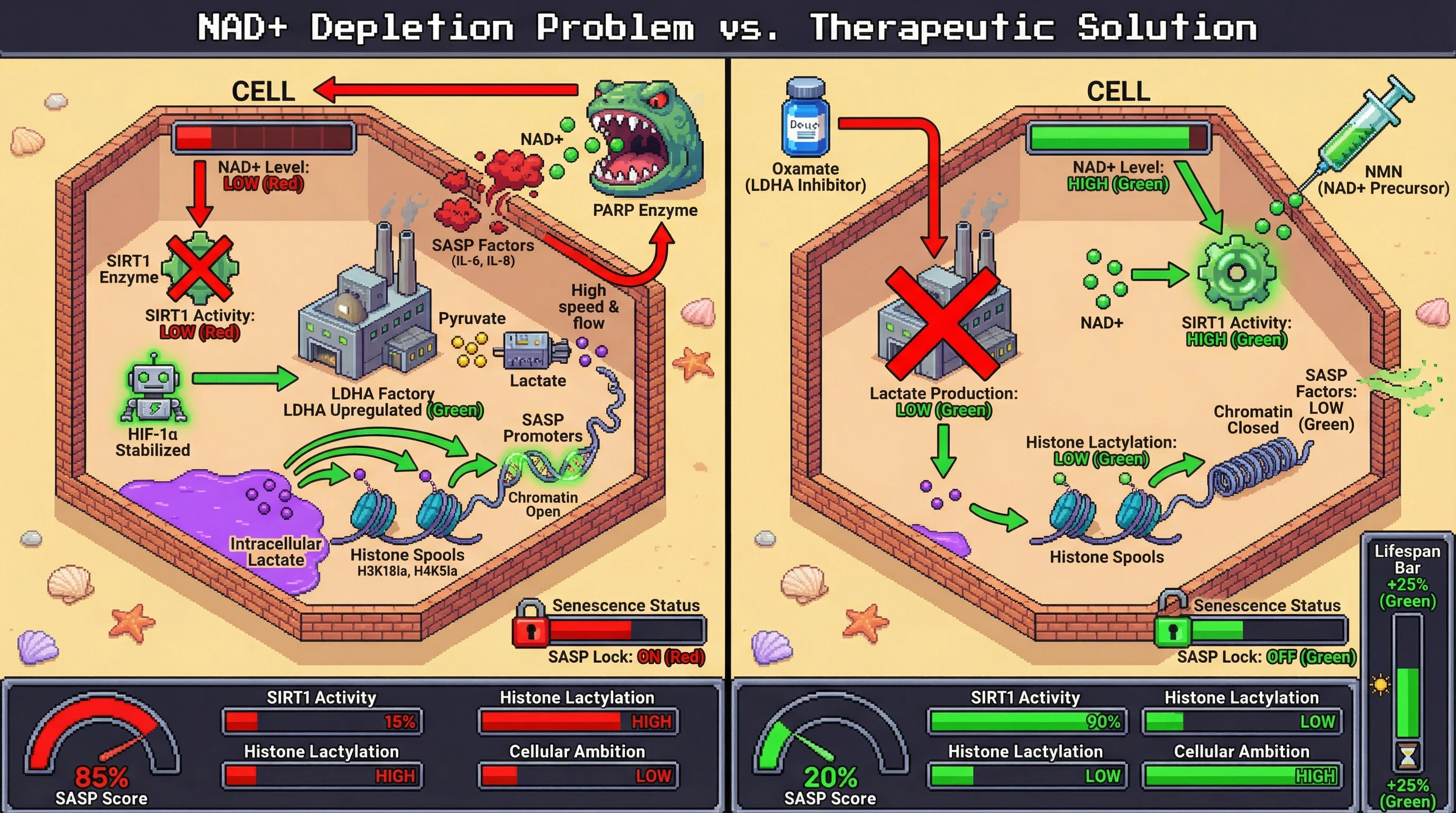 Infographic for: NAD+ Depletion Triggers Lactate‑Dependent Histone Lactylation That Reprograms Cellular Ambition Toward a Senescent, SASP‑Driven State