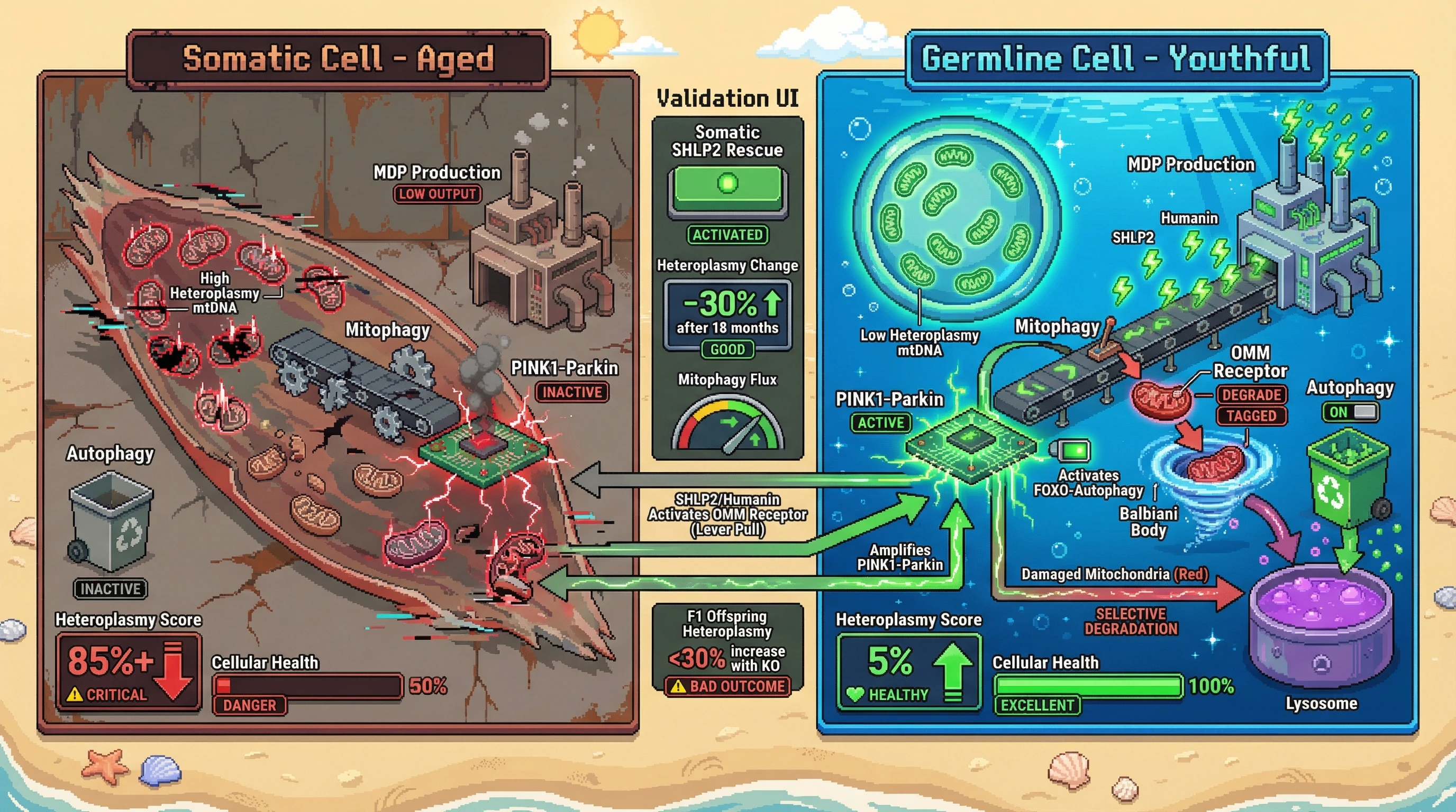 Infographic for: Germline MDPs as Selective Gatekeepers: Testing Differential Expression and Function in Mitochondrial Bottleneck Fidelity