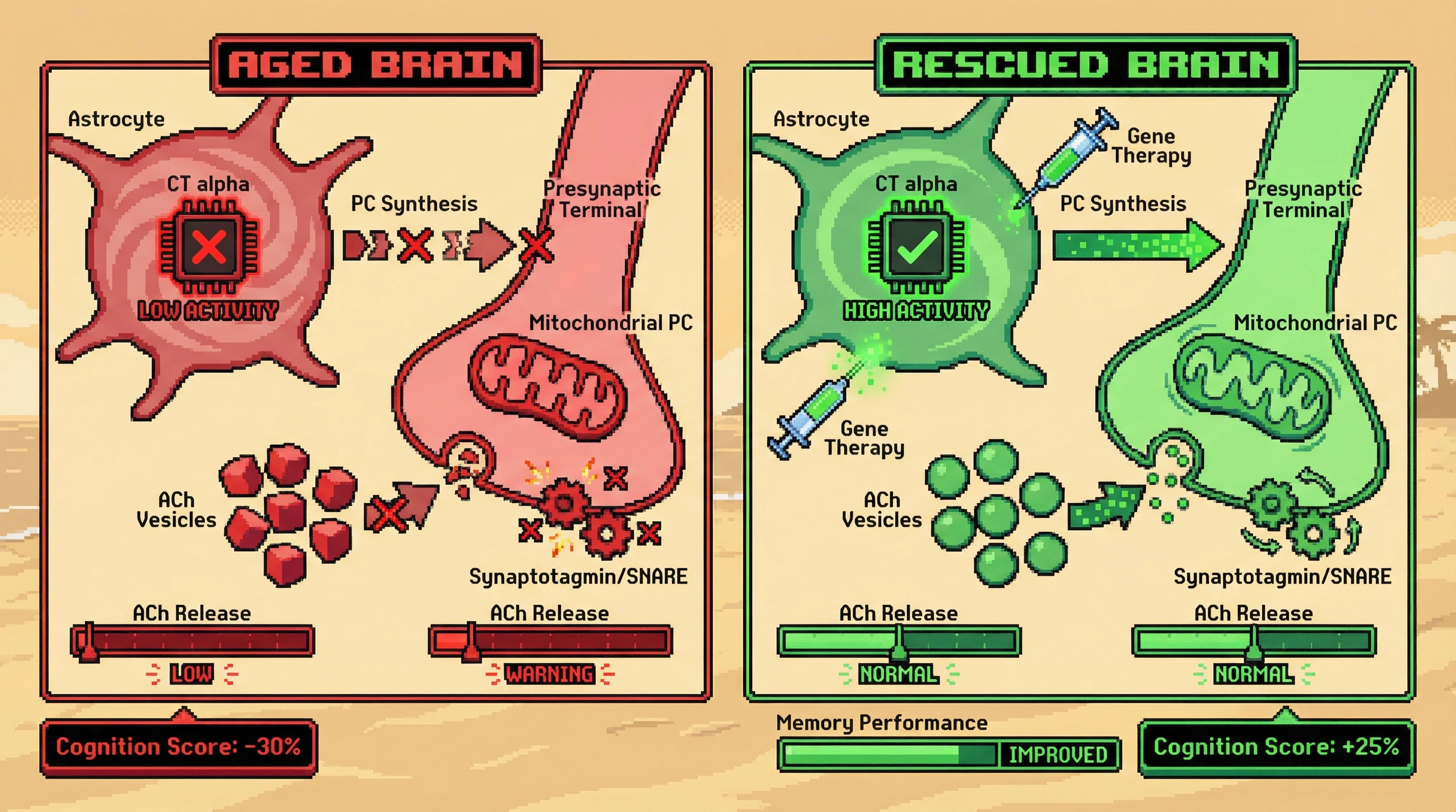 Infographic for: Astrocytic CT alpha deficit drives synaptic cholinergic failure via mitochondrial phosphatidylcholine scarcity in aging brain