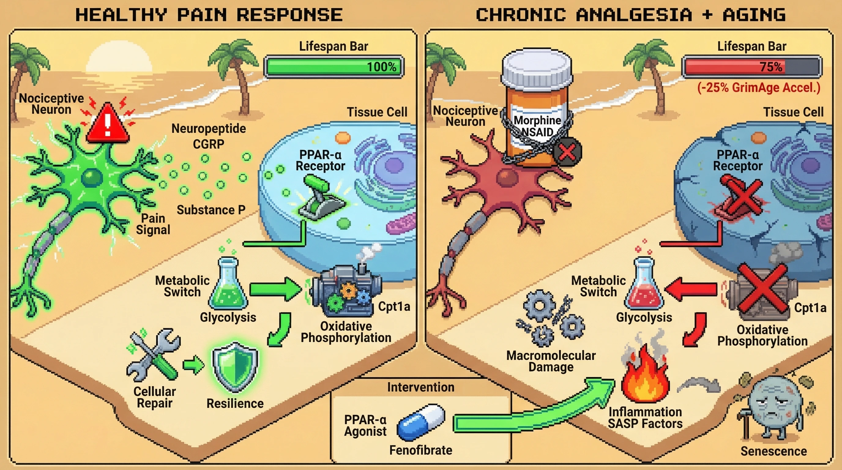 Mechanism: Chronic analgesics block pain signals, preventing PPAR-α activation and trapping cells in a glycolytic state instead of promoting repair. Readout: Readout: This metabolic imbalance leads to increased inflammation and accelerated epigenetic aging (GrimAge) in the long term.