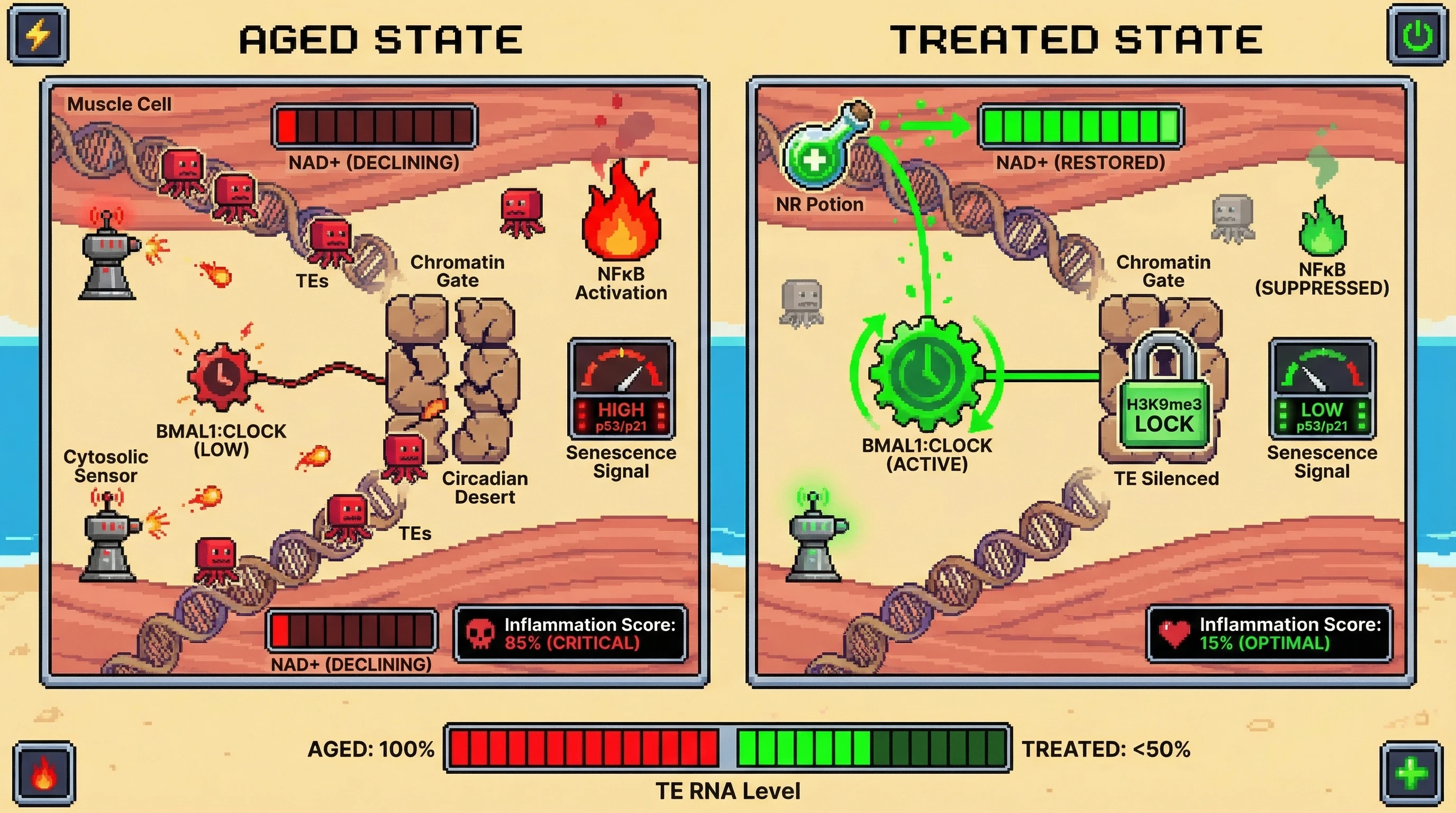 Infographic for: Circadian chromatin gating of transposon silencing as a longevity checkpoint