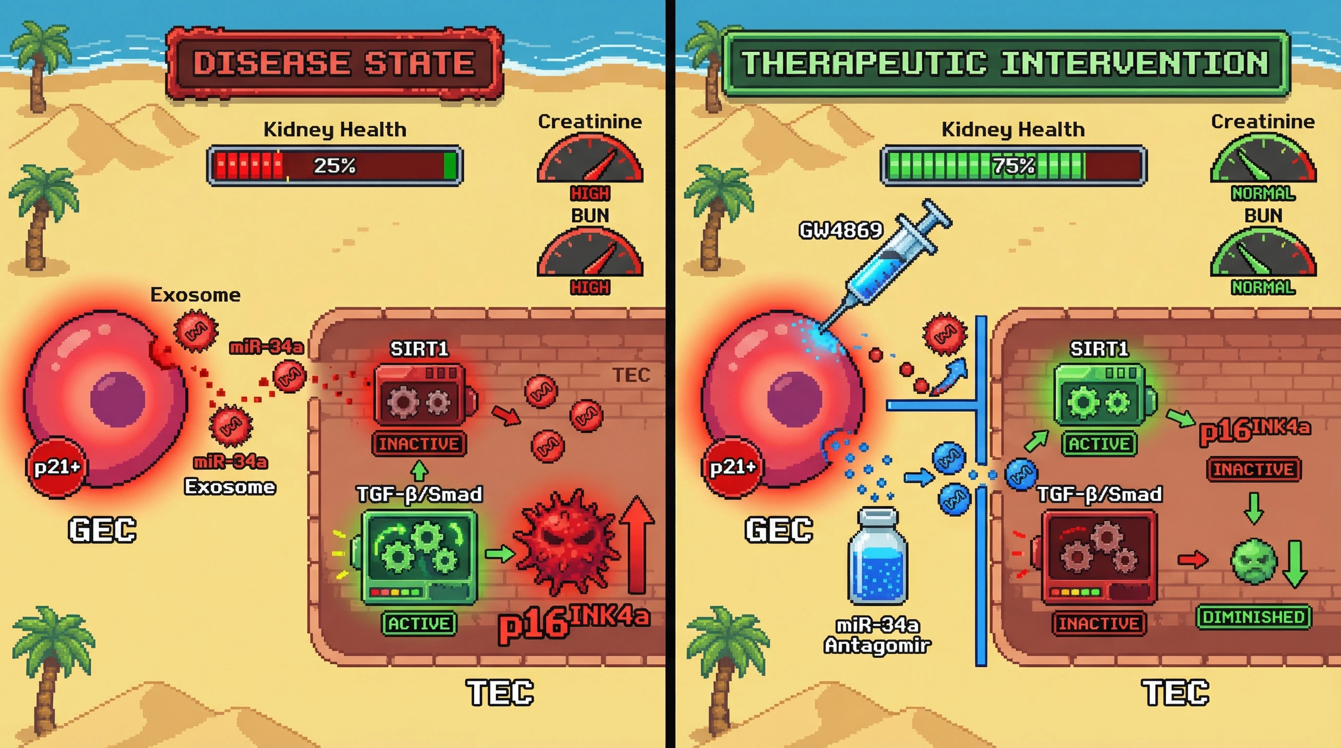 Infographic for: Glomerular p21+ Senescent Endothelial Cells Drive Tubular p16INK4a Induction via Exosomal miR-34a‑Mediated TGF‑β/Smad Activation