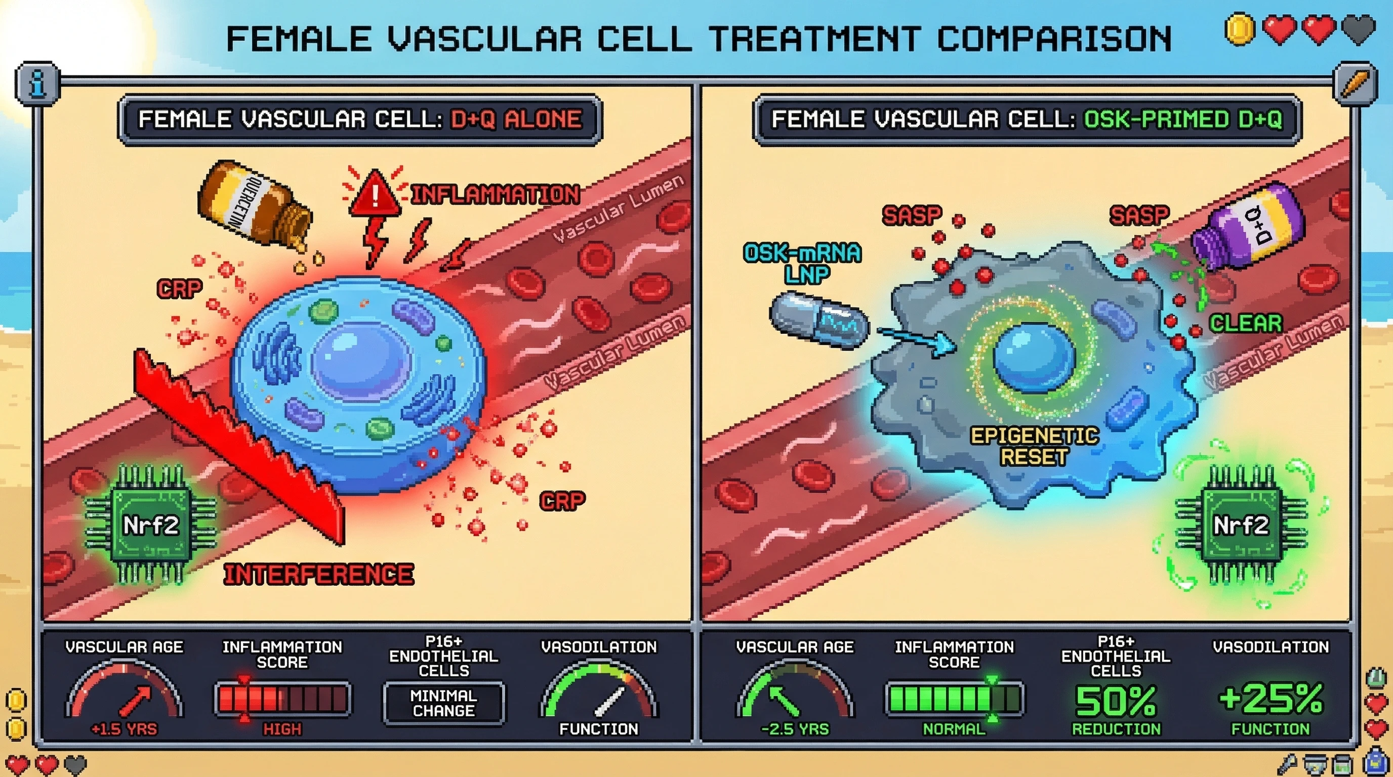 Mechanism: Transient OSK expression reprograms senescent endothelial cells, creating a permissive environment for Dasatinib+Quercetin to synergistically clear them and restore Nrf2 activity. Readout: Readout: This combination reduces p16+ endothelial cells by over 50%, reverses epigenetic age by ~2.5 years, and improves vasodilation by 25% while normalizing inflammation.