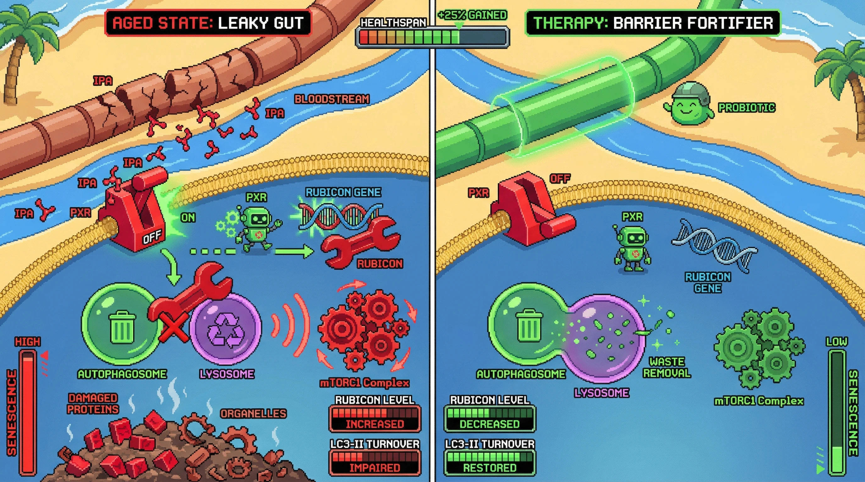 Infographic for: Intestinal barrier leak drives PXR‑mediated Rubicon upregulation to suppress autophagy in aging