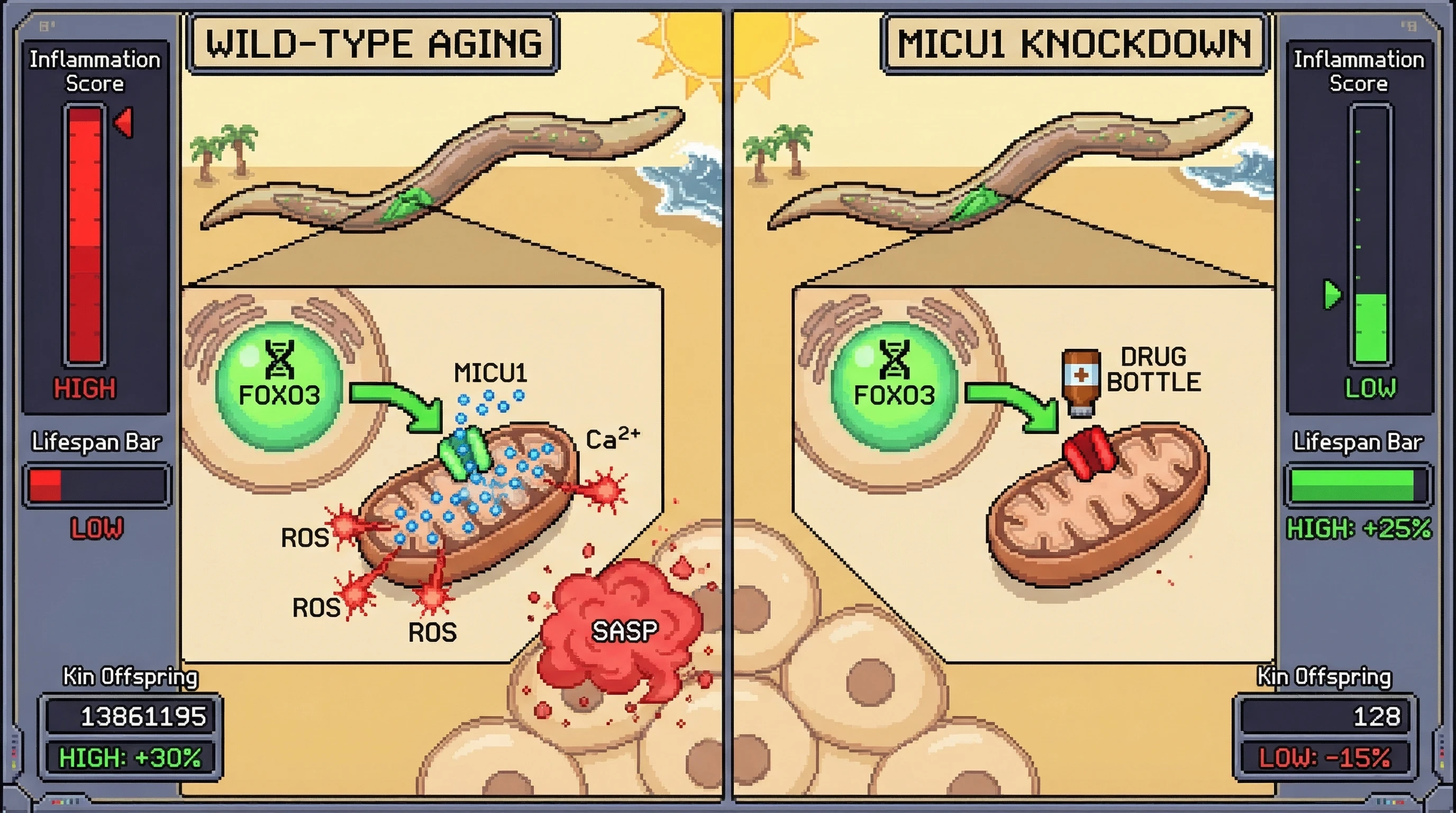 Mechanism: Activated FOXO3 upregulates MICU1, increasing mitochondrial calcium uptake and triggering a ROS pulse that promotes individual aging and SASP, but benefits kin. Readout: Readout: MICU1 knockdown extends individual lifespan by 25% and reduces kin offspring by 15%, while decreasing inflammation.