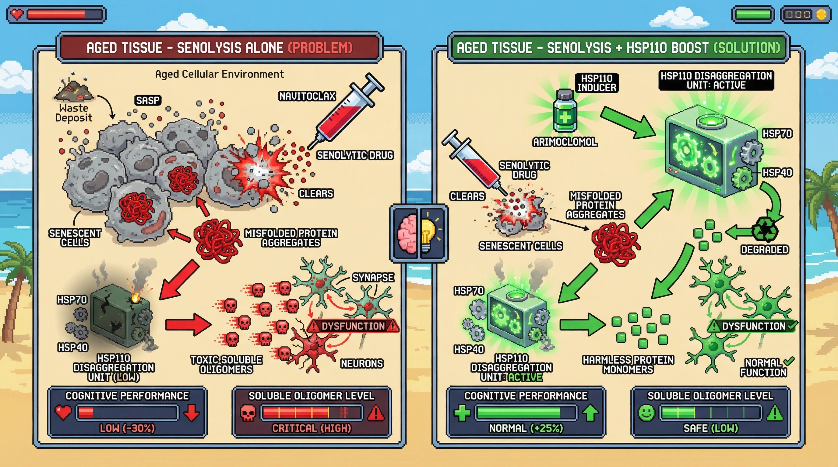Infographic for: HSP110‑Dependent Disaggregation Determines Whether Senolytic Clearance Is Protective or Toxic in Aged Proteostasis