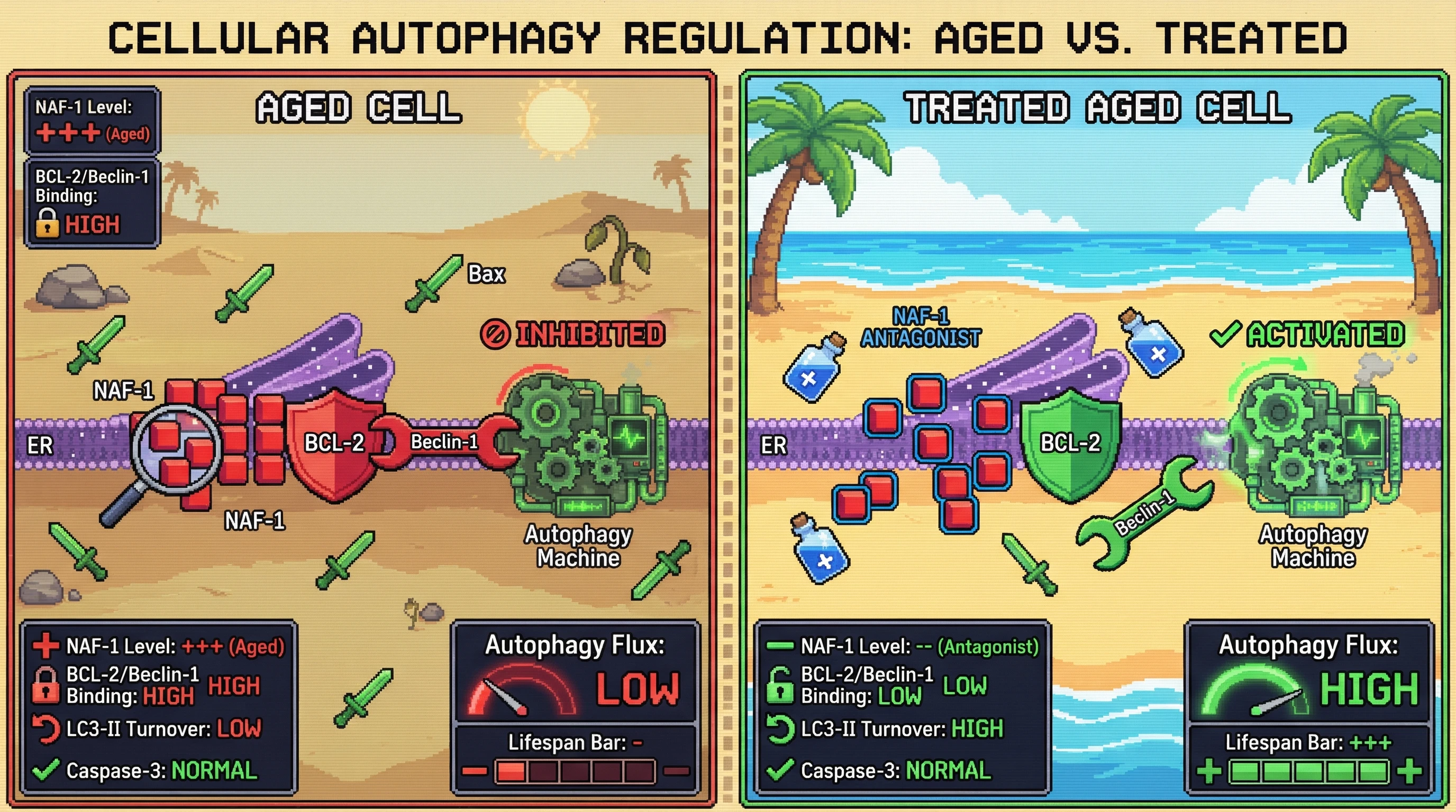 Infographic for: Hypothesis: Age‑dependent NAF‑1 amplification locks BCL‑2 at the ER to suppress Beclin‑1‑driven autophagy