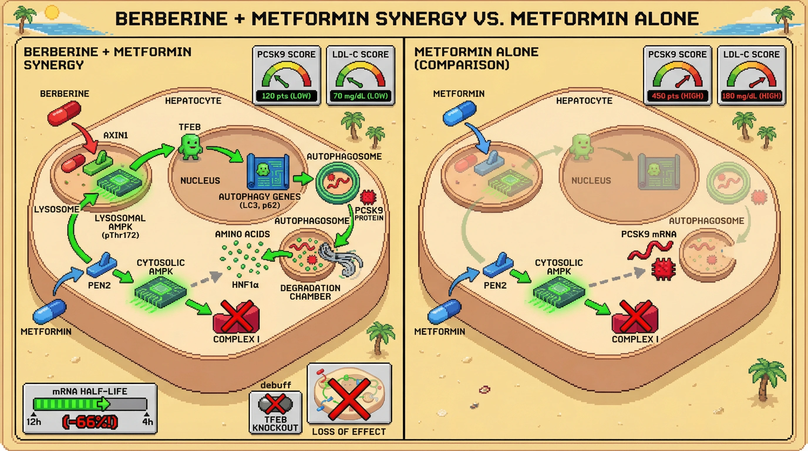 Mechanism: Berberine activates lysosomal AMPK via AXIN1, driving TFEB nuclear translocation and autophagy to degrade PCSK9 mRNA and protein. Readout: Readout: Co-treatment with metformin synergistically reduces PCSK9 and LDL-C levels, with PCSK9 mRNA half-life reduced by 66%.