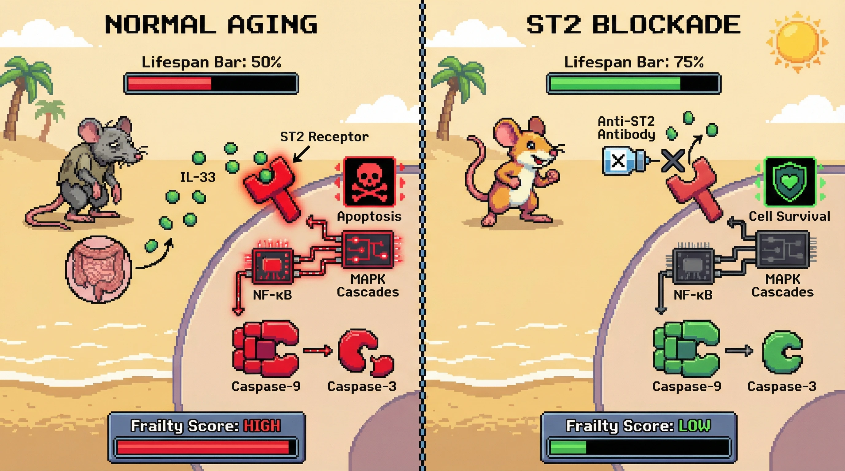 Infographic for: Senescence as aKin-Selected Kill‑Switch: IL‑33 Mediated Post‑Reproductive Apoptosis Enhances Inclusive Fitness