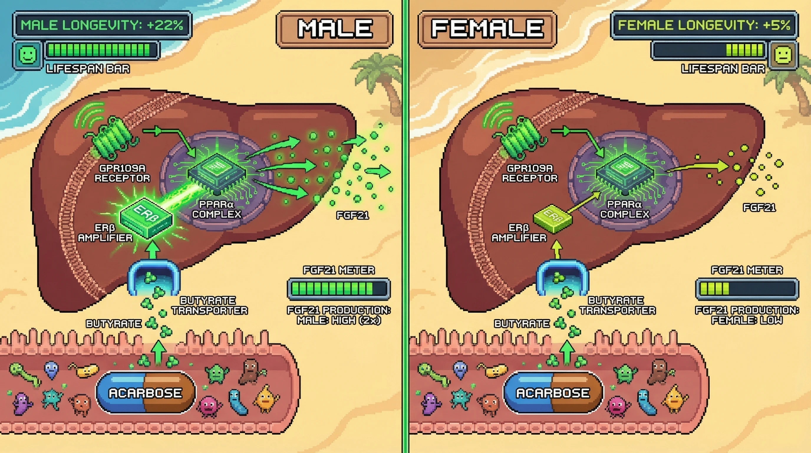 Infographic for: Sex‑SpecificHepatic FGF21 Activation Mediates Acarbose‑Induced Longevity via Microbiota‑Derived Butyrate