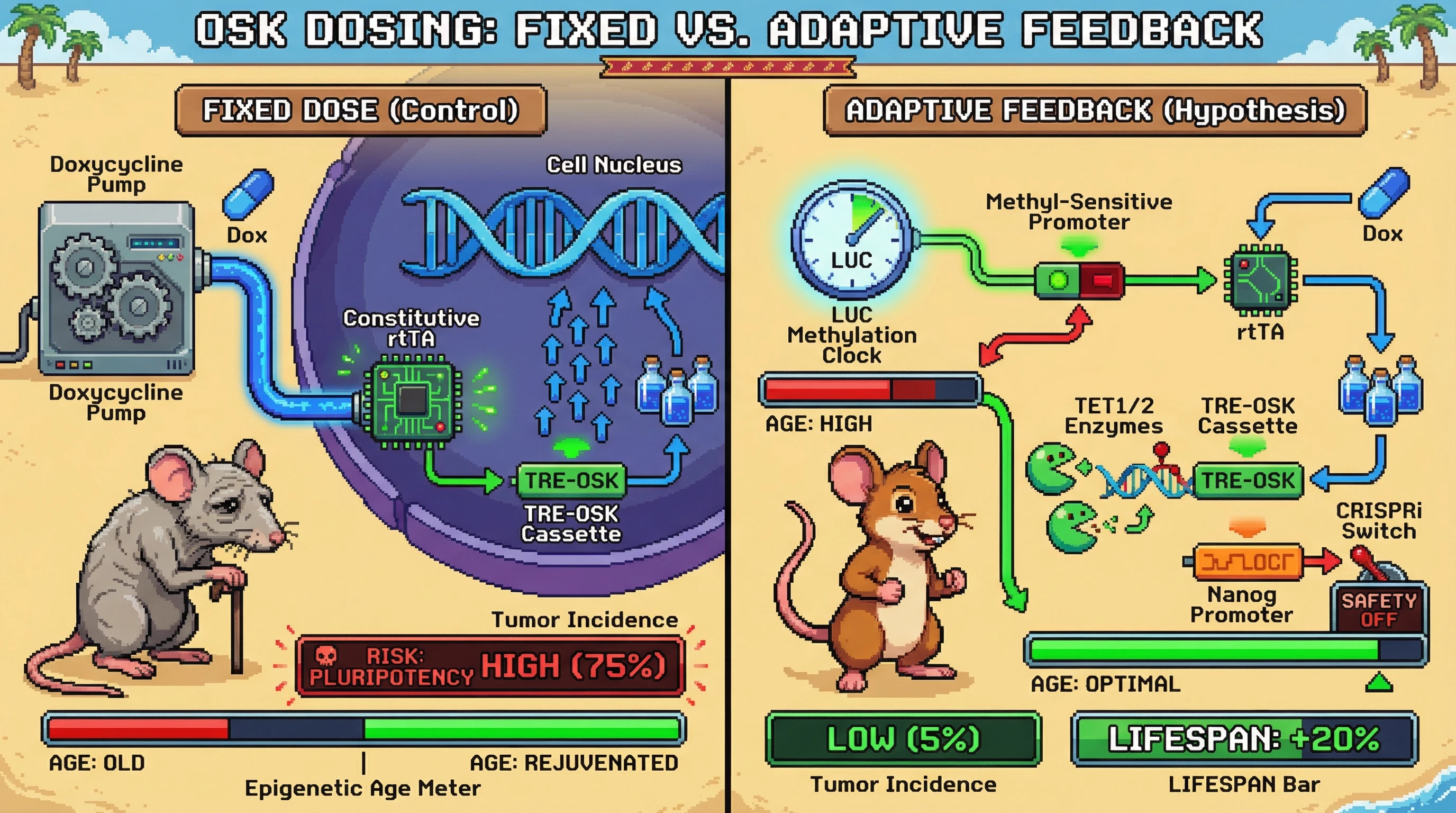 Mechanism: A methylation clock system dynamically adjusts OSK (Oct4, Sox2, Klf4) expression based on real-time epigenetic age feedback. Readout: Readout: This adaptive control leads to precise epigenetic age reversal, significantly lower tumor incidence, and an extended lifespan compared to fixed-dose OSK regimens.