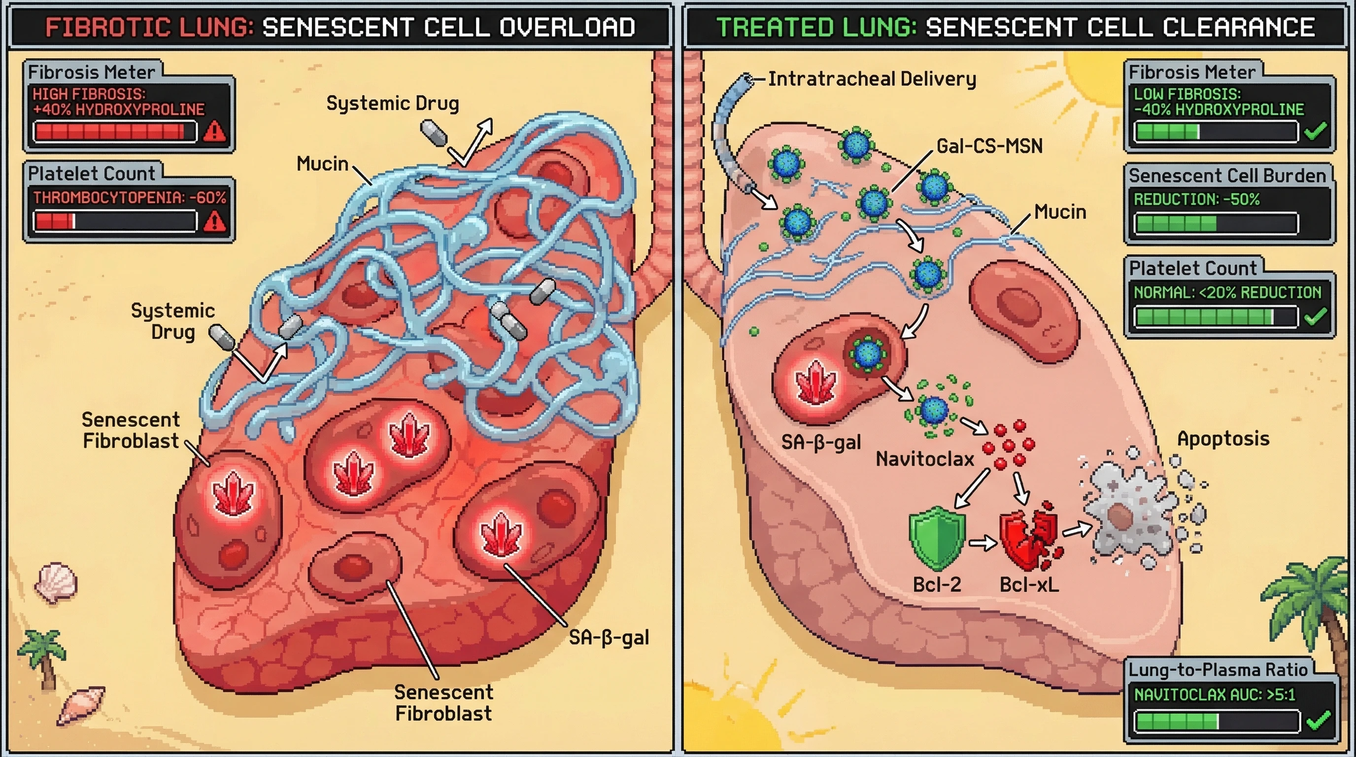Mechanism: Intratracheal Gal-CS-MSN nanocarriers deliver navitoclax directly to senescent lung fibroblasts, where SA-β-gal uncaps the nanoparticles, releasing navitoclax to induce apoptosis by inhibiting Bcl-2/Bcl-xL. Readout: Readout: Senescent cell burden decreases by over 50%, lung hydroxyproline reduces by over 40%, platelet counts remain normal, and lung navitoclax concentration is at least 5 times higher than in plasma.