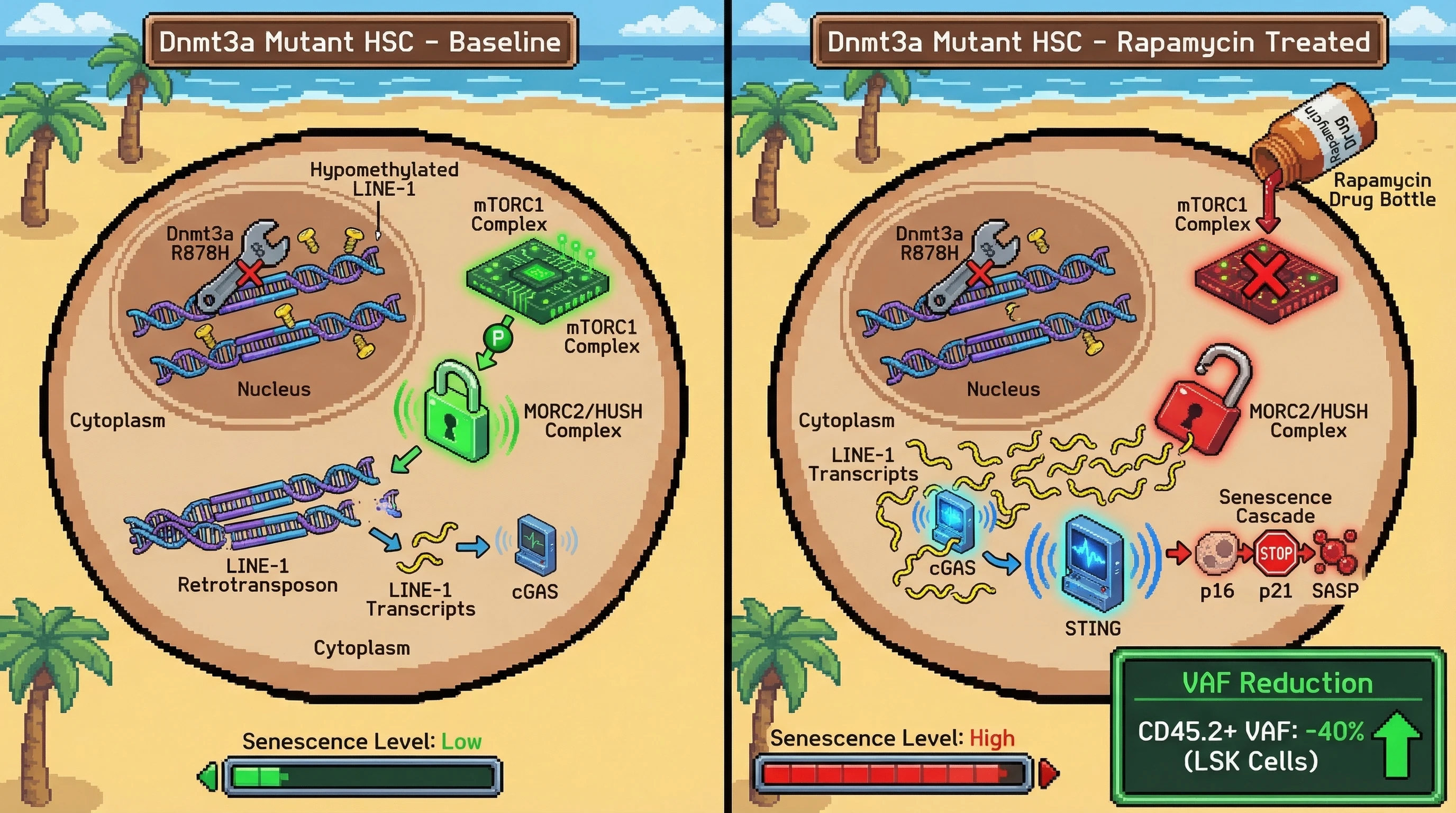 Infographic for: Sequential rapamycin-driven retrotransposon de-repression and cGAS-STING-mediated senescence induction in *Dnmt3a*^R8...