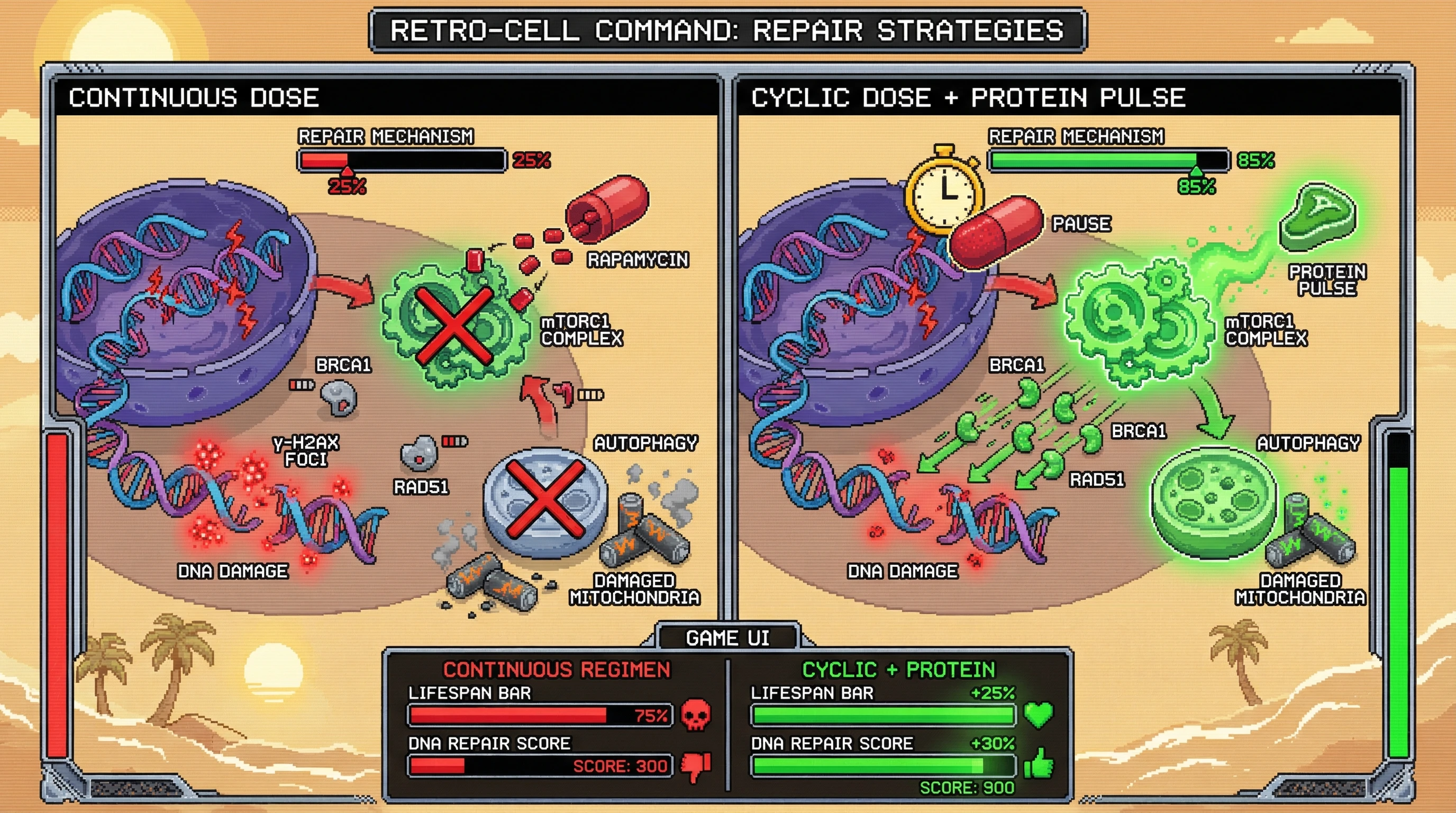 Infographic for: Cycling Rapamycin with Protein Pulses Uncouples Longevity Signaling from Repair Suppression