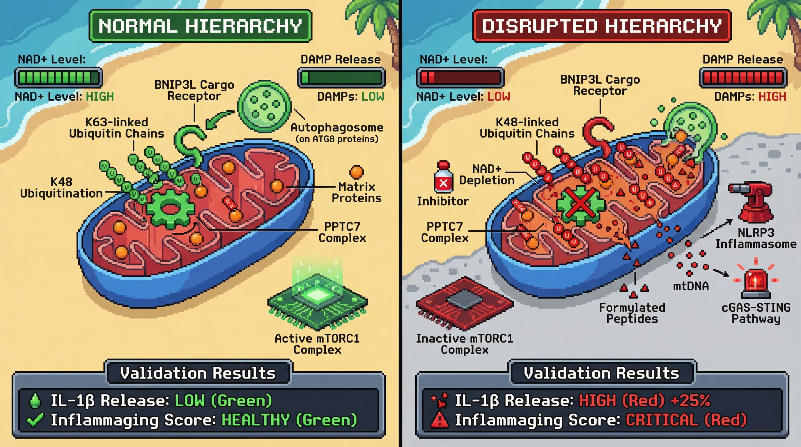 Infographic for: Hierarchical Autophagy Selectivity as a Metabolic Rheostat: Disruption of Organelle‑Protein Degradation Order Drives Inflammaging via Mitochondrial DAMP Release