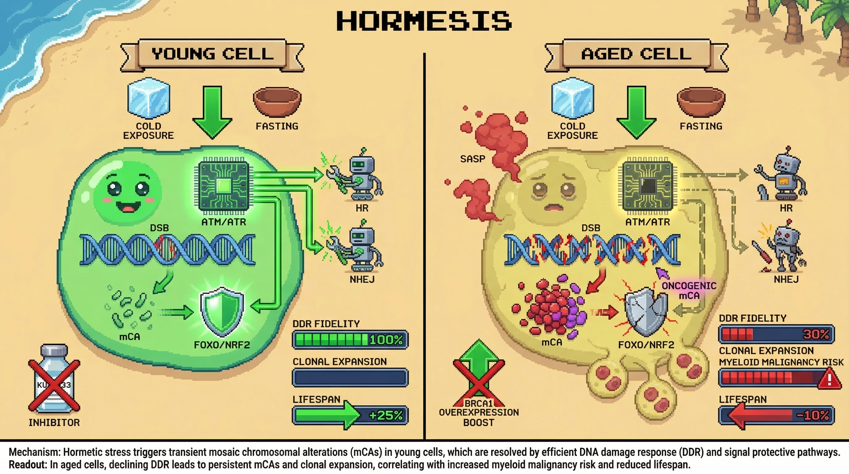 Infographic for: Hormesis triggers a controlled wave of mosaic chromosomal alterations that acts as a stress‑signal, and its loss of control with age fuels clonal hematopoiesis