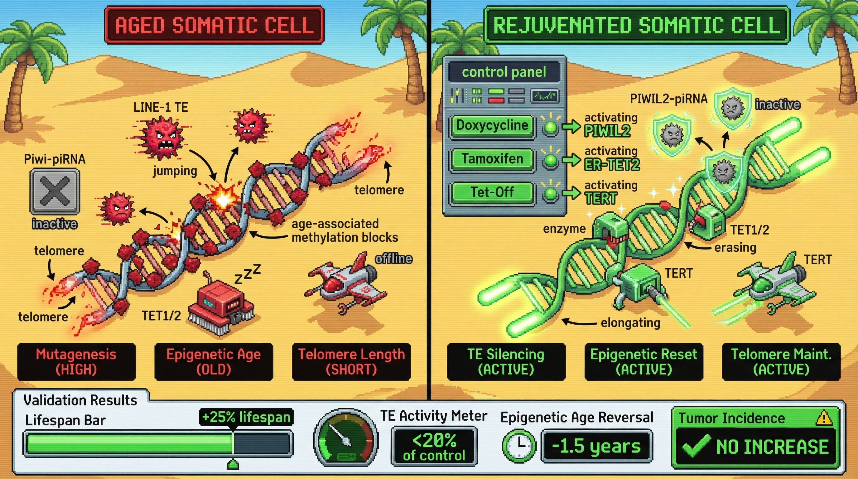 Mechanism: Inducible activation of Piwi-piRNA, TET enzymes, and TERT in somatic cells silences transposable elements, resets epigenetic marks, and maintains telomeres. Readout: Readout: This coordinated defense extends lifespan by 25%, reduces TE activity to less than 20% of control, and reverses epigenetic age by 1.5 years without increasing tumor burden.