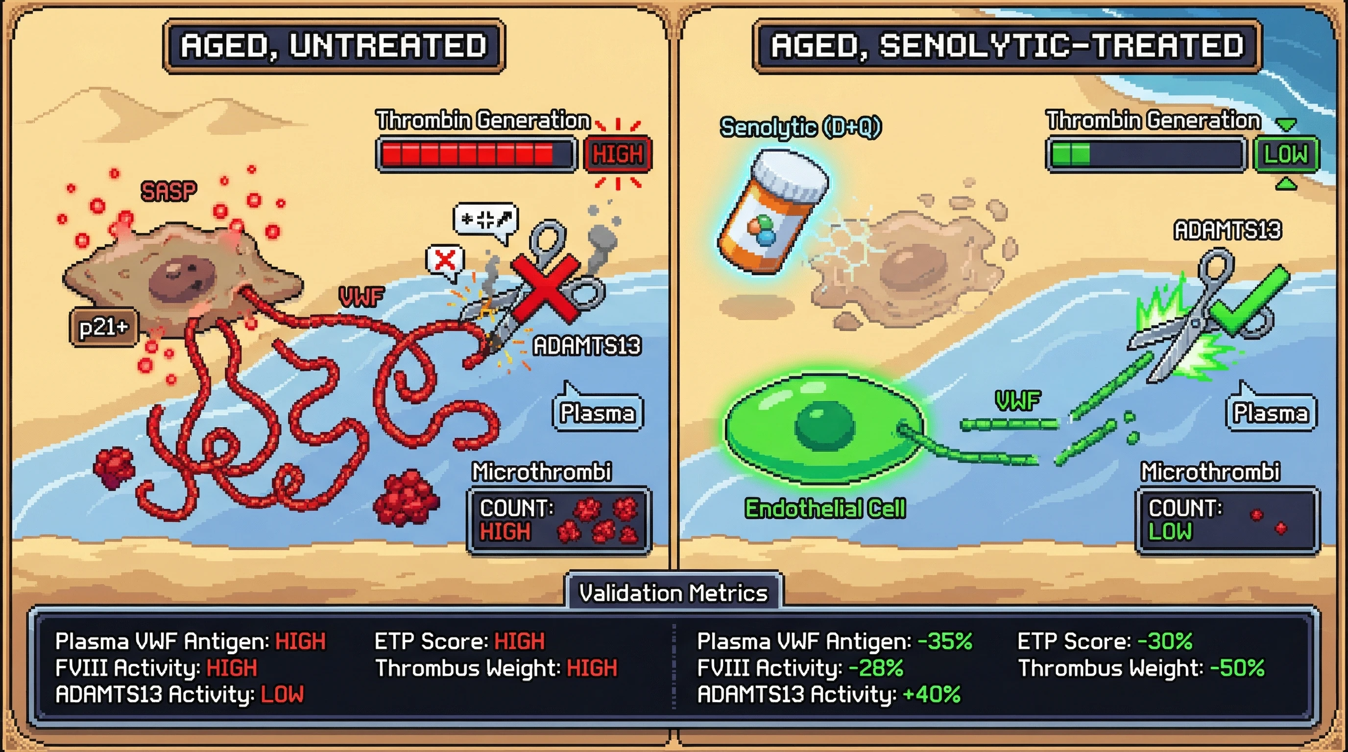Infographic for: Senolytic clearance of senescent endothelial cells restores ADAMTS13‑mediated VWF clearance and reverses age‑associated prothrombotic shift