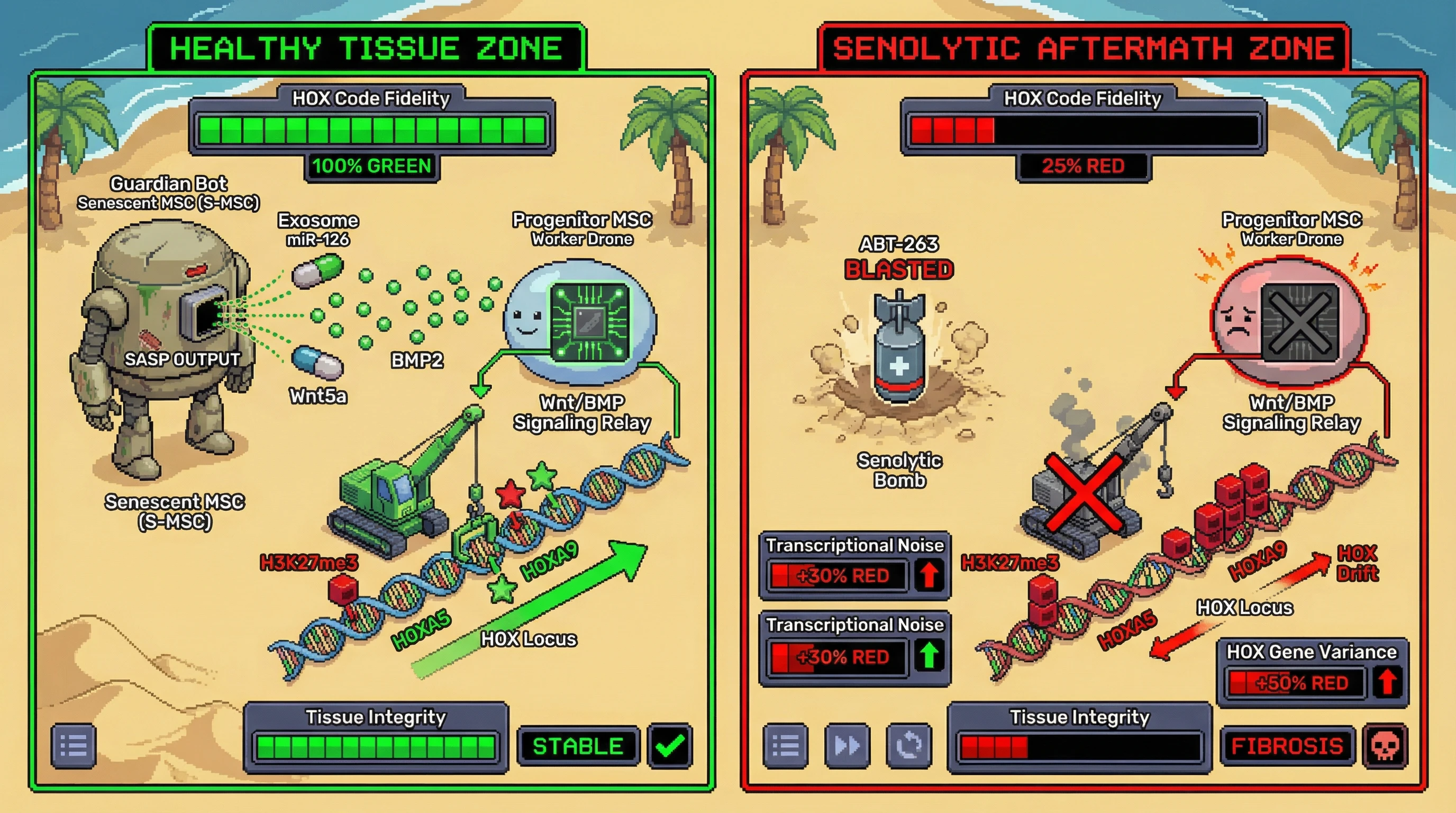 Infographic for: Senescent MSCs as HOX Code Guardians: A SASP‑Dependent Positional Memory Hypothesis