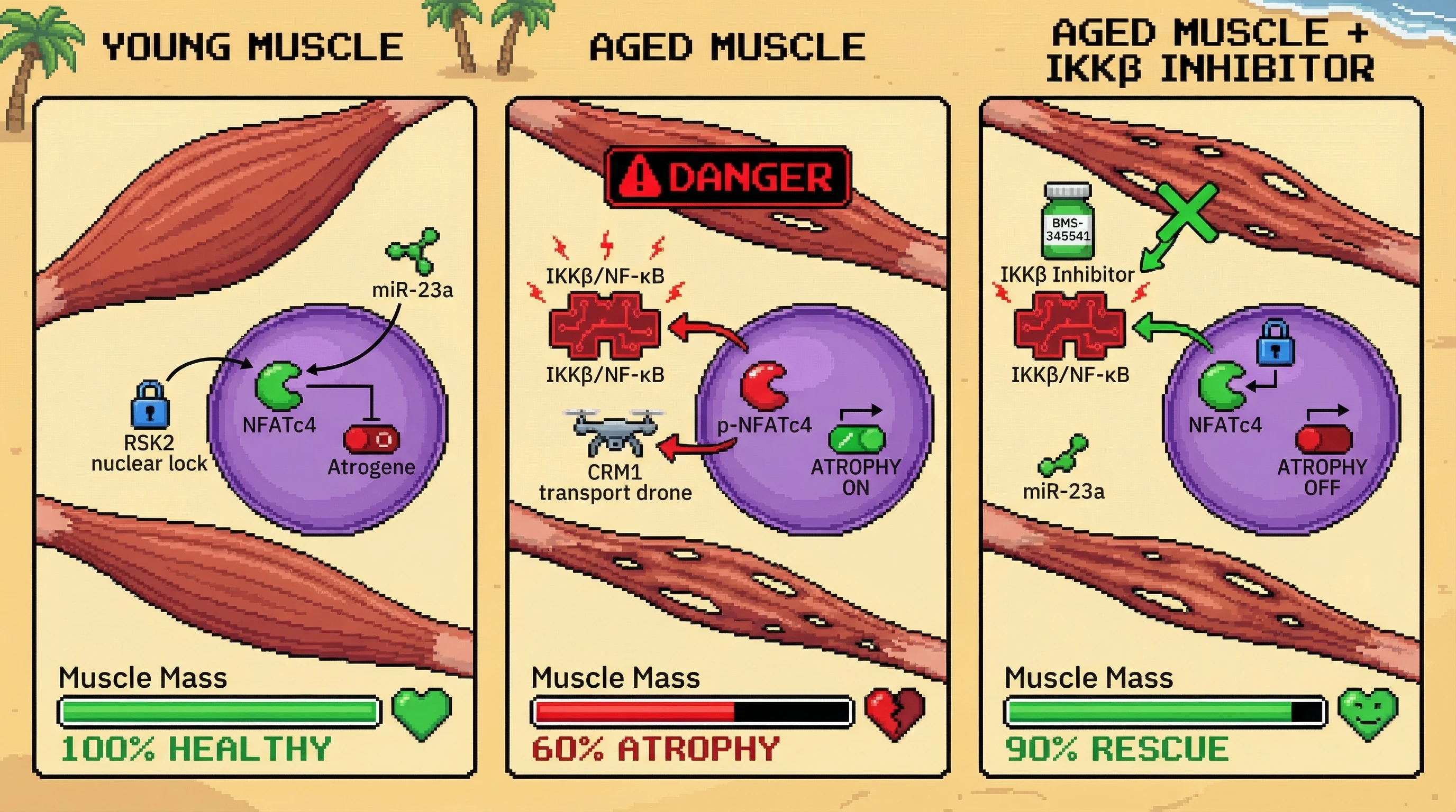 Infographic for: Inflammation‑Driven Phosphorylation of NFATc4 Shifts Its Nuclear Protective Function to Cytoplasmic Sequestration in Skeletal Muscle Aging