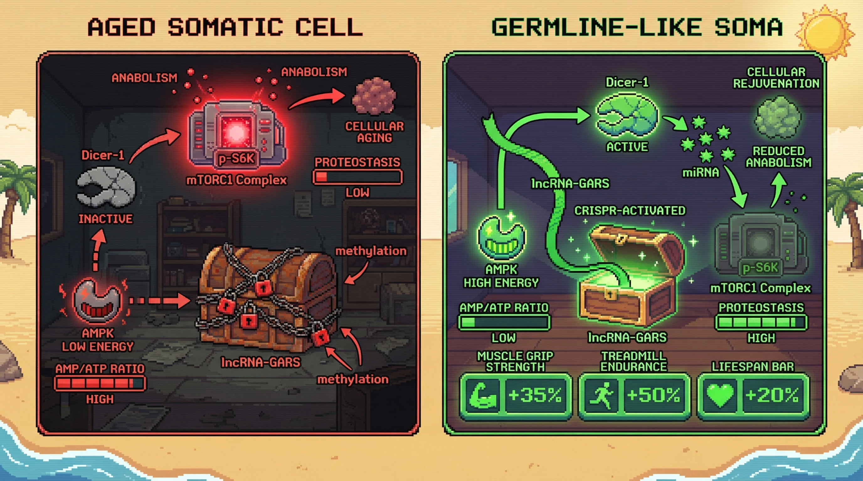 Infographic for: Reinstating Germline AMPK Sensitivity via a Somatic Silenced lncRNA Restores Proteostasis and Extends Lifespan