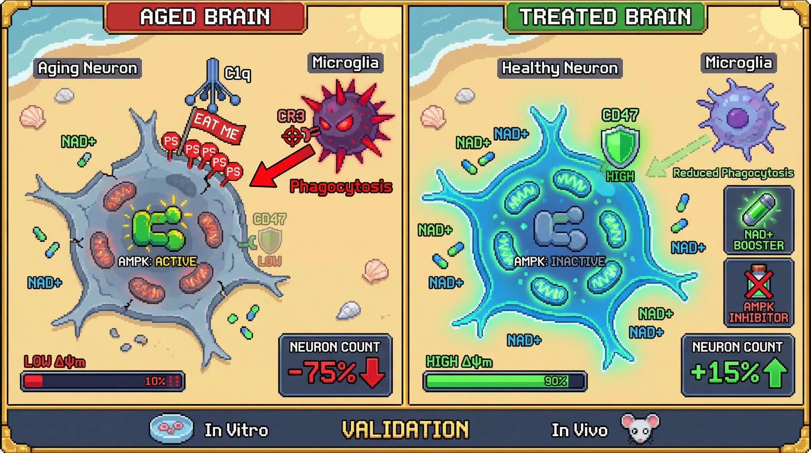 Infographic for: Metabolic Checkpoint Hypothesis: Aging Neurons Are Tagged for Microglial Phagocytosis by ATP‑Dependent 'Eat Me' Signals, Not Random Damage