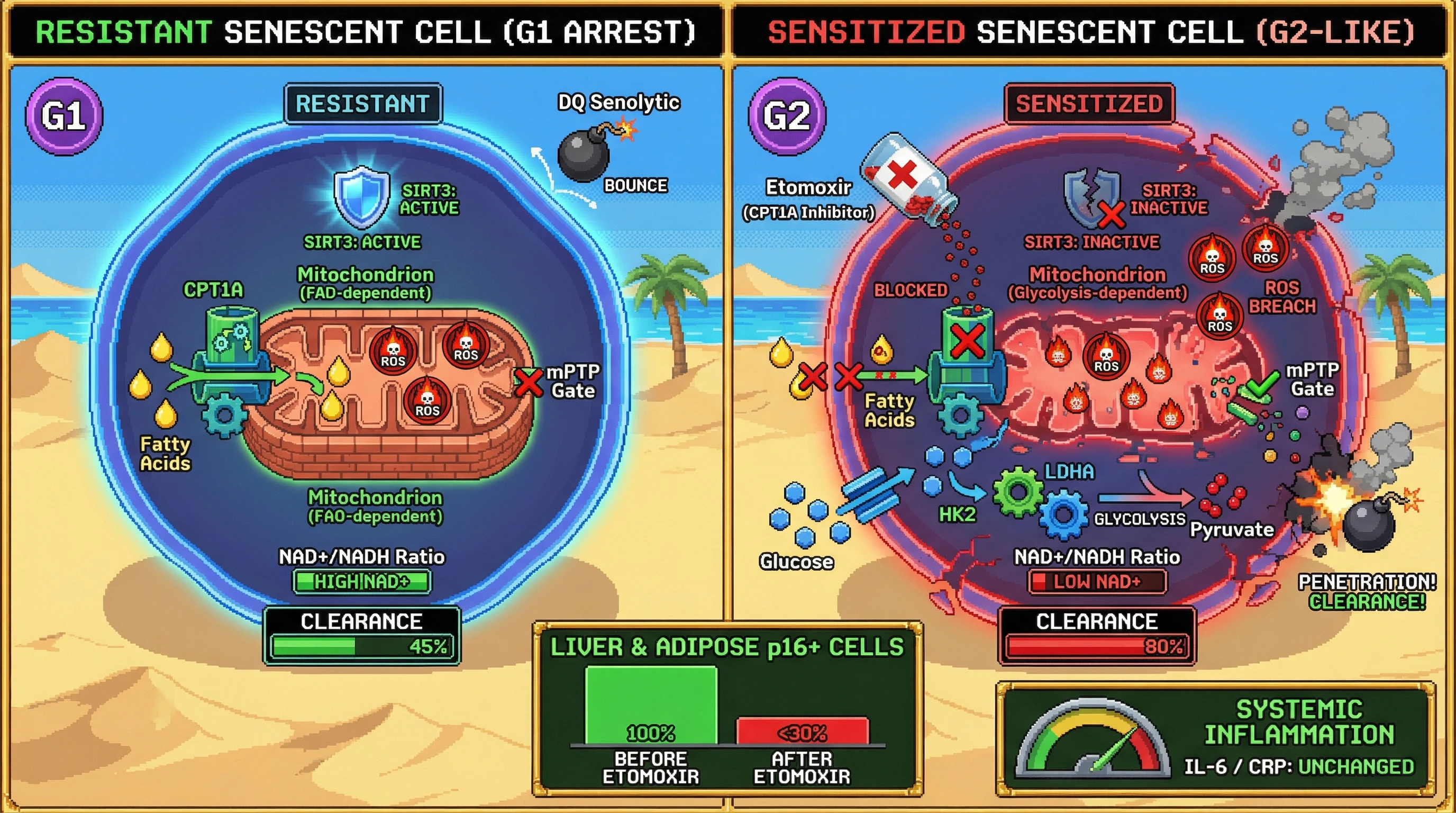 Mechanism: Etomoxir inhibits CPT1A in G1-arrested senescent cells, shifting their metabolism from FAO to glycolysis, which collapses the NAD+ buffer and increases mitochondrial ROS, sensitizing them to senolytics. Readout: Readout: Senolytic clearance increases from 45% to over 80%, p16+ cells in tissues decrease by 70%, and systemic inflammation markers remain unchanged.