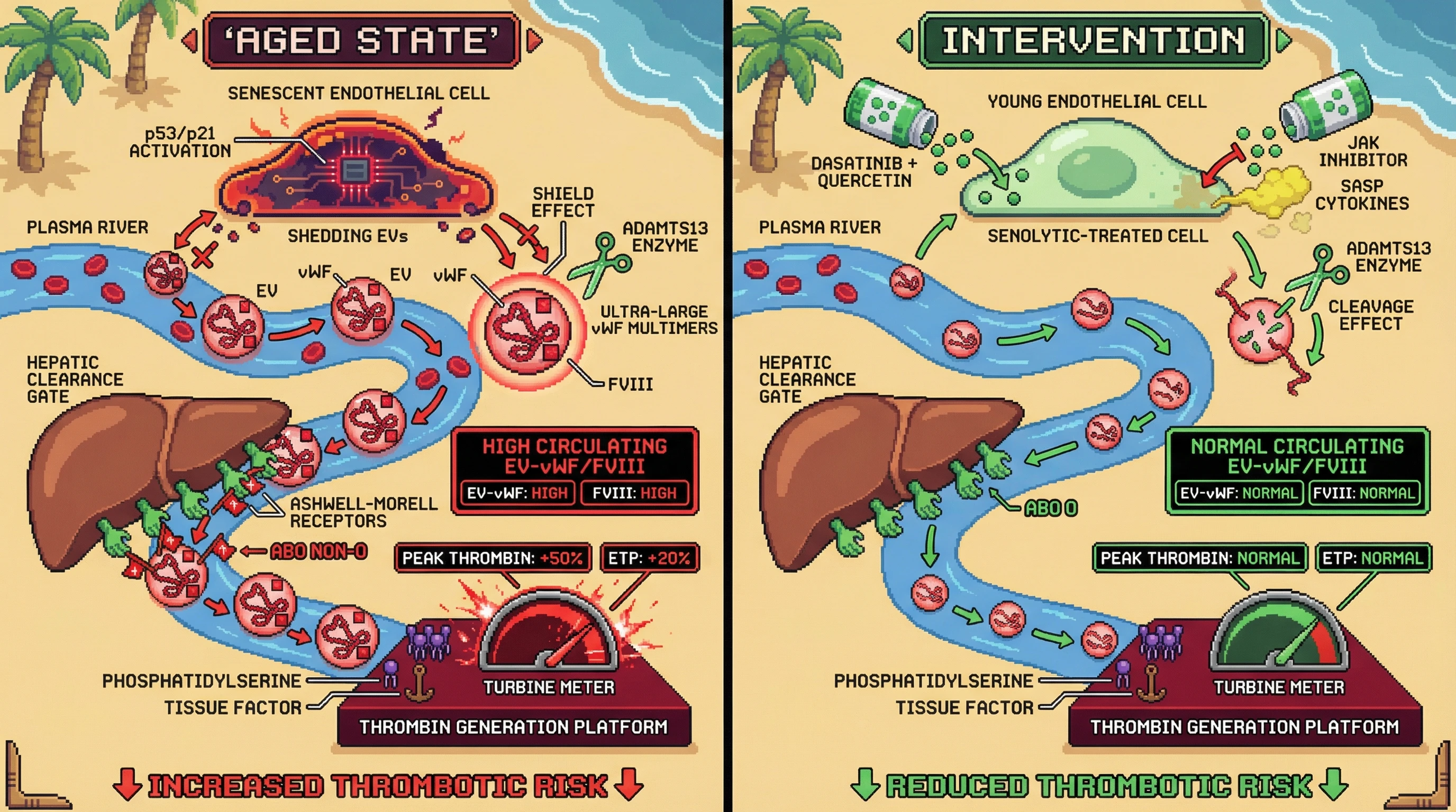 Mechanism: Senescent endothelial cells release extracellular vesicles (EVs) with shielded vWF/FVIII, bypassing clearance and accelerating thrombin generation, especially in non-O blood types. Readout: Readout: Senolytics or EV-targeting strategies reduce EV-vWF/FVIII levels, normalize peak thrombin and endogenous thrombin potential (ETP) by over 20%.