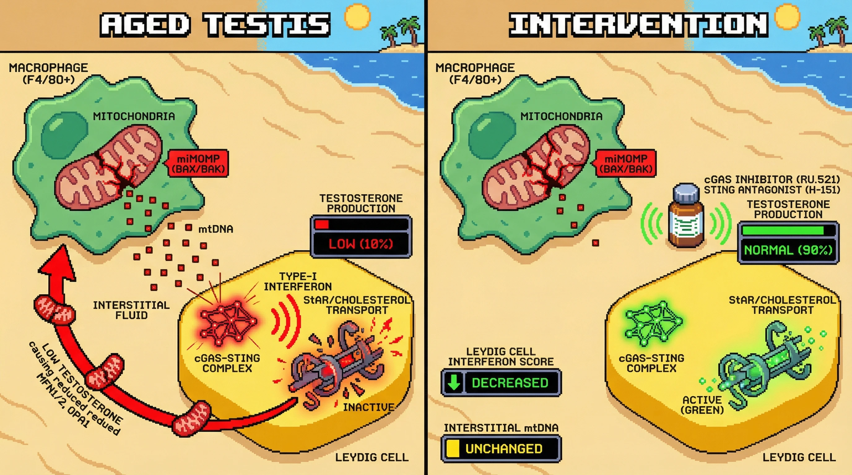 Infographic for: Macrophage mitochondrial miMOMP drives testicular aging via mtDNA‑cGAS‑STING paracrine senescence of Leydig cells