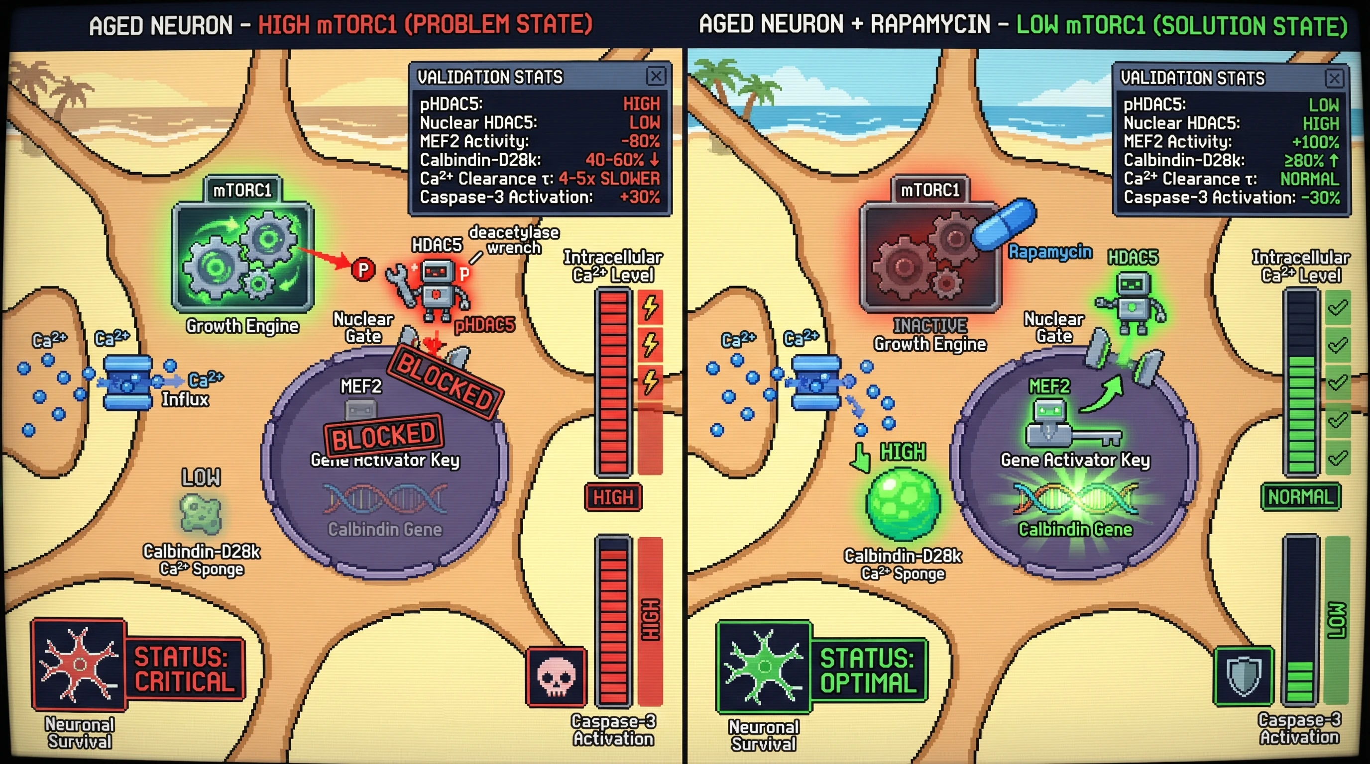 Infographic for: mTORC1 Suppresses Calbindin-D28k Expression via MEF2 Inhibition, Linking Civilizational Growth to Calcium Vulnerability in Aging Neurons