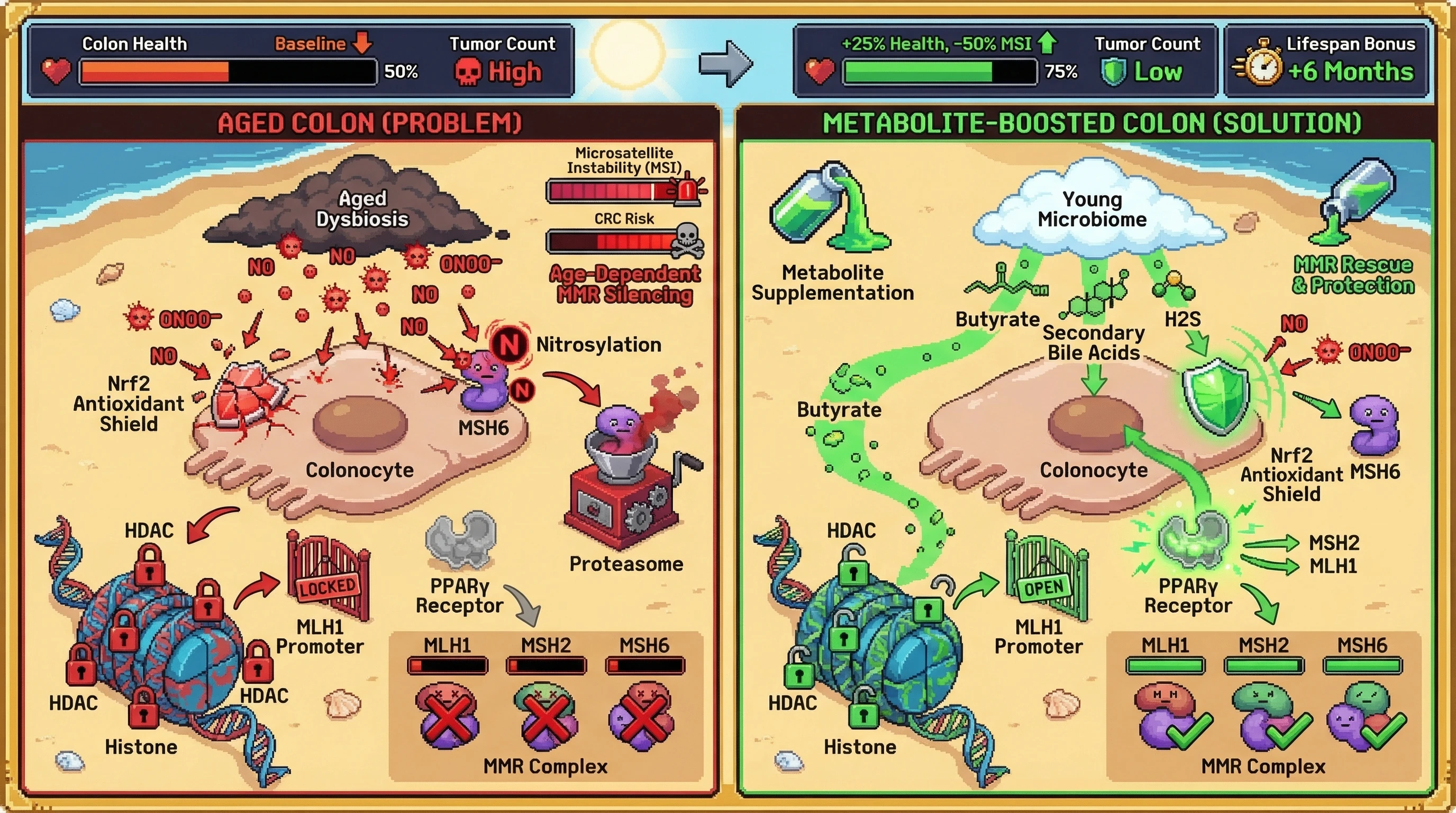 Infographic for: Gut‑Derived Metabolite Depletion Drives Age‑Dependent MMR Silencing in Colonocytes via Epigenetic and Redox Mechanisms