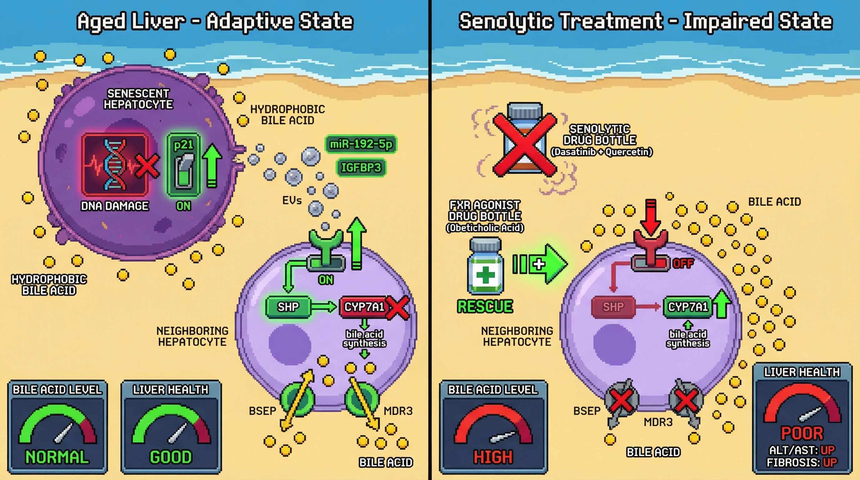 Infographic for: Senescent hepatocytes act as bile acid sensors that boost FXR signaling in neighbors via SASP‑mediated miRNA transfer