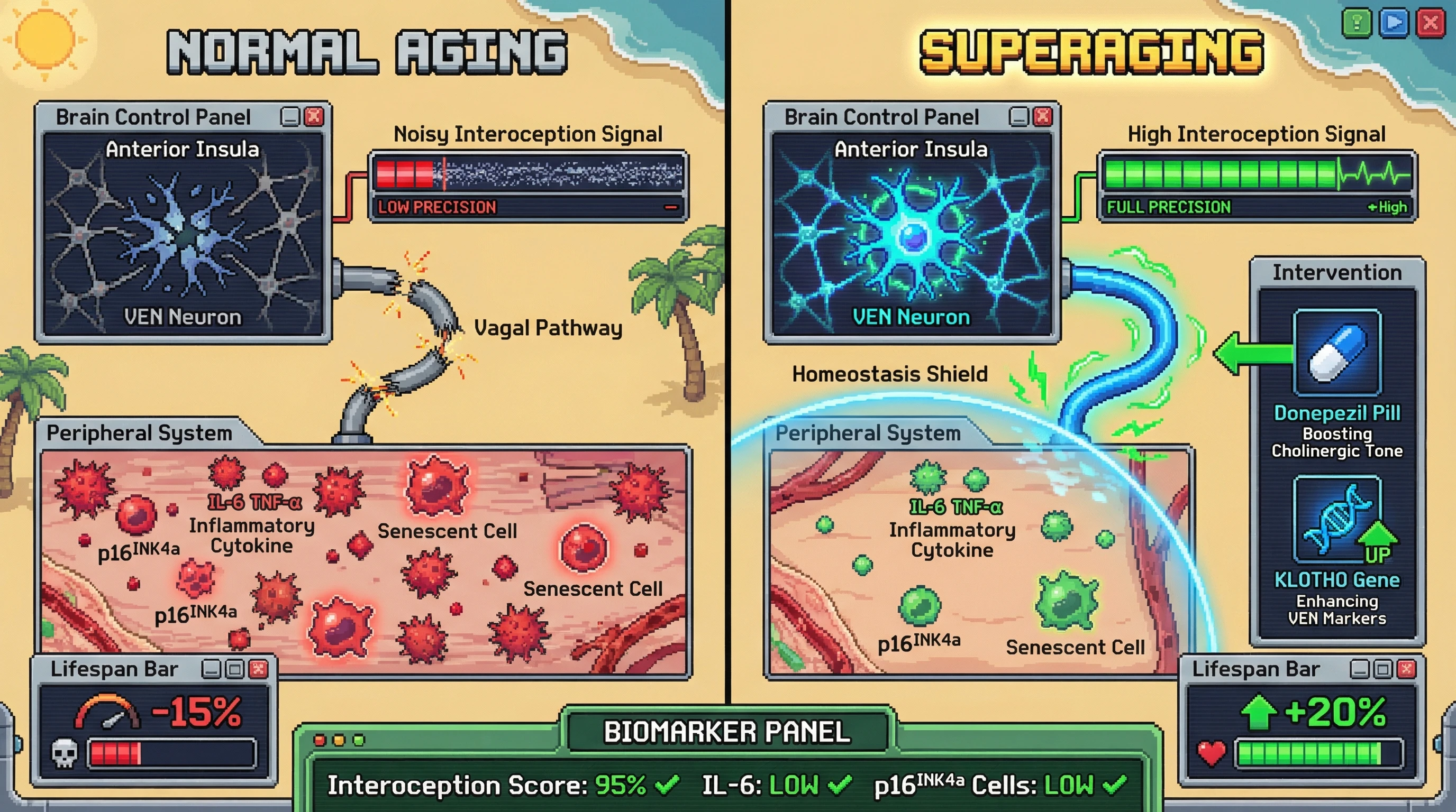 Infographic for: Interoceptive Precision asa Peripheral Proxy for von Economo Neuron Integrity in Superaging