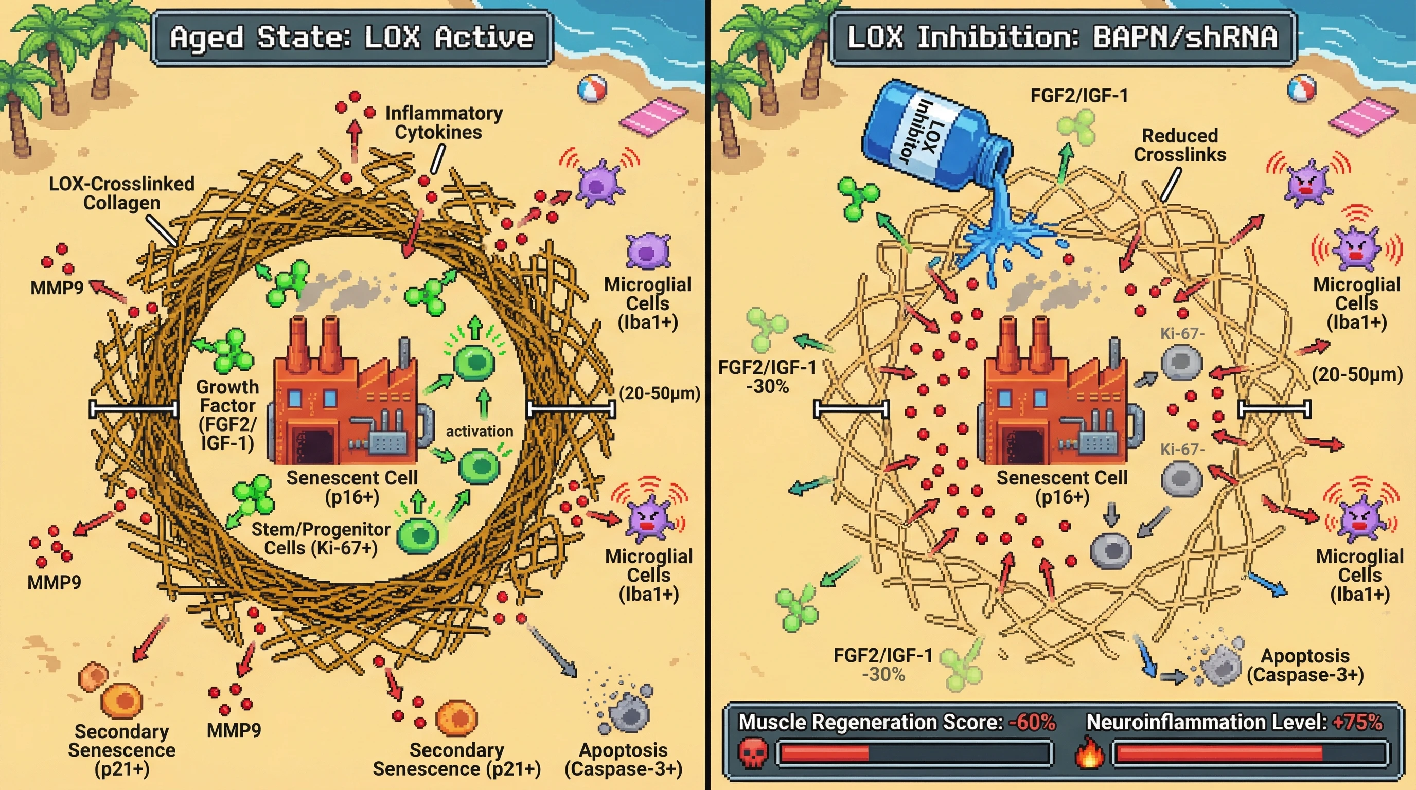 Mechanism: Senescent cells normally create a LOX-crosslinked ECM barrier that traps regenerative growth factors proximally, while inflammatory factors diffuse distally. Readout: Readout: LOX inhibition flattens this gradient, converting the regenerative zone into an inflammatory one, leading to impaired muscle regeneration and exacerbated neuroinflammation.