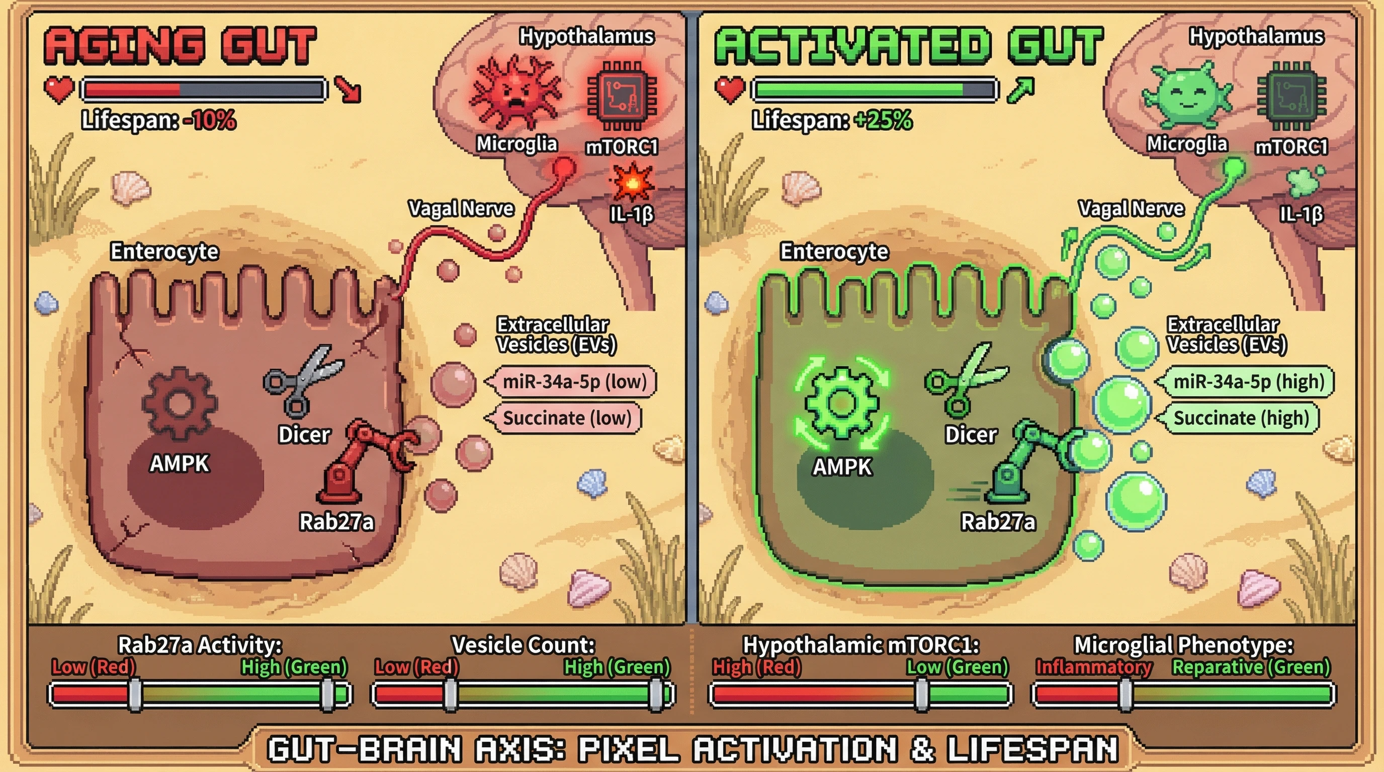 Mechanism: Intestinal AMPK activation drives the release of extracellular vesicles containing miRNAs and succinate, which signal via the vagal nerve to the hypothalamus, suppressing microglial mTORC1. Readout: Readout: This process reduces neuroinflammation (IL-1β) and is predicted to increase the overall organismal lifespan by 25%.