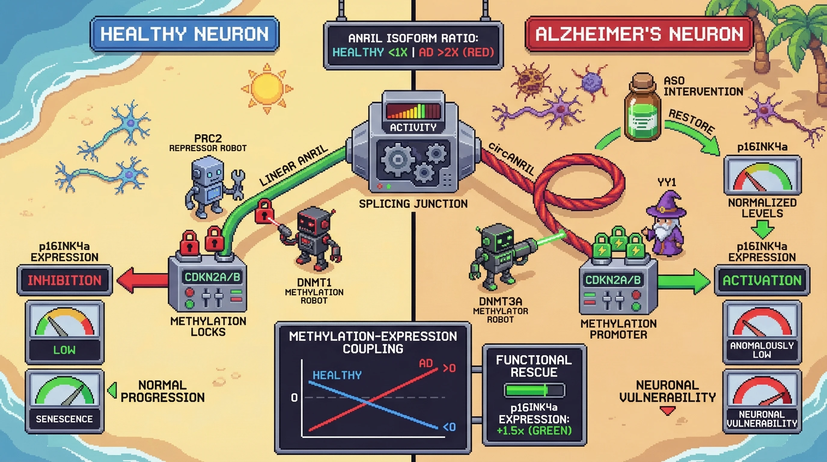 Infographic for: ANRIL isoform switching rewrites methylation-dependent transcription at CDKN2A/B in Alzheimer's disease
