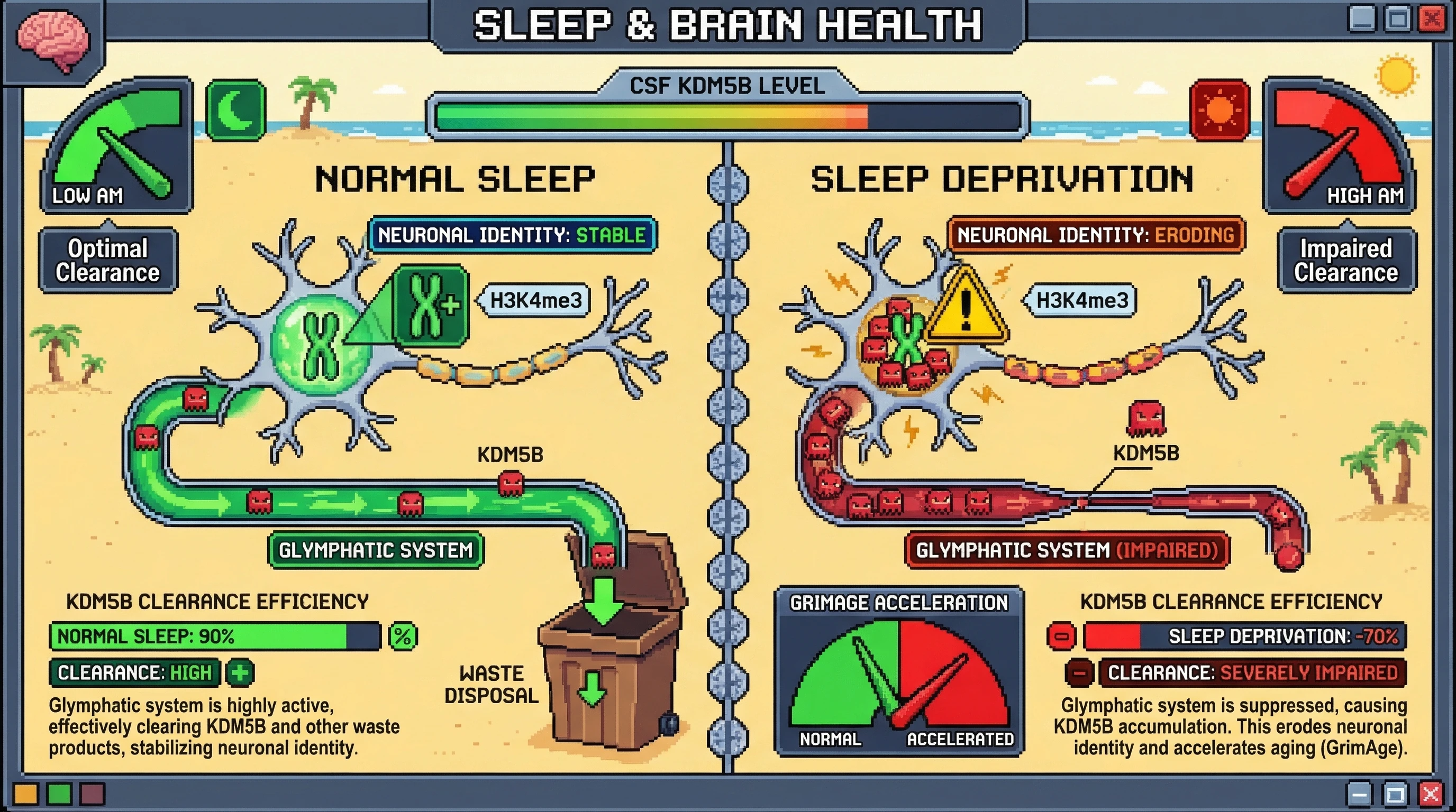 Mechanism: Slow-wave sleep enhances glymphatic clearance of KDM5B histone demethylases, maintaining neuronal H3K4me3 and epigenetic identity. Readout: Readout: Sleep deprivation causes KDM5B accumulation, leading to accelerated GrimAGE and a 70% reduction in KDM5B clearance efficiency.