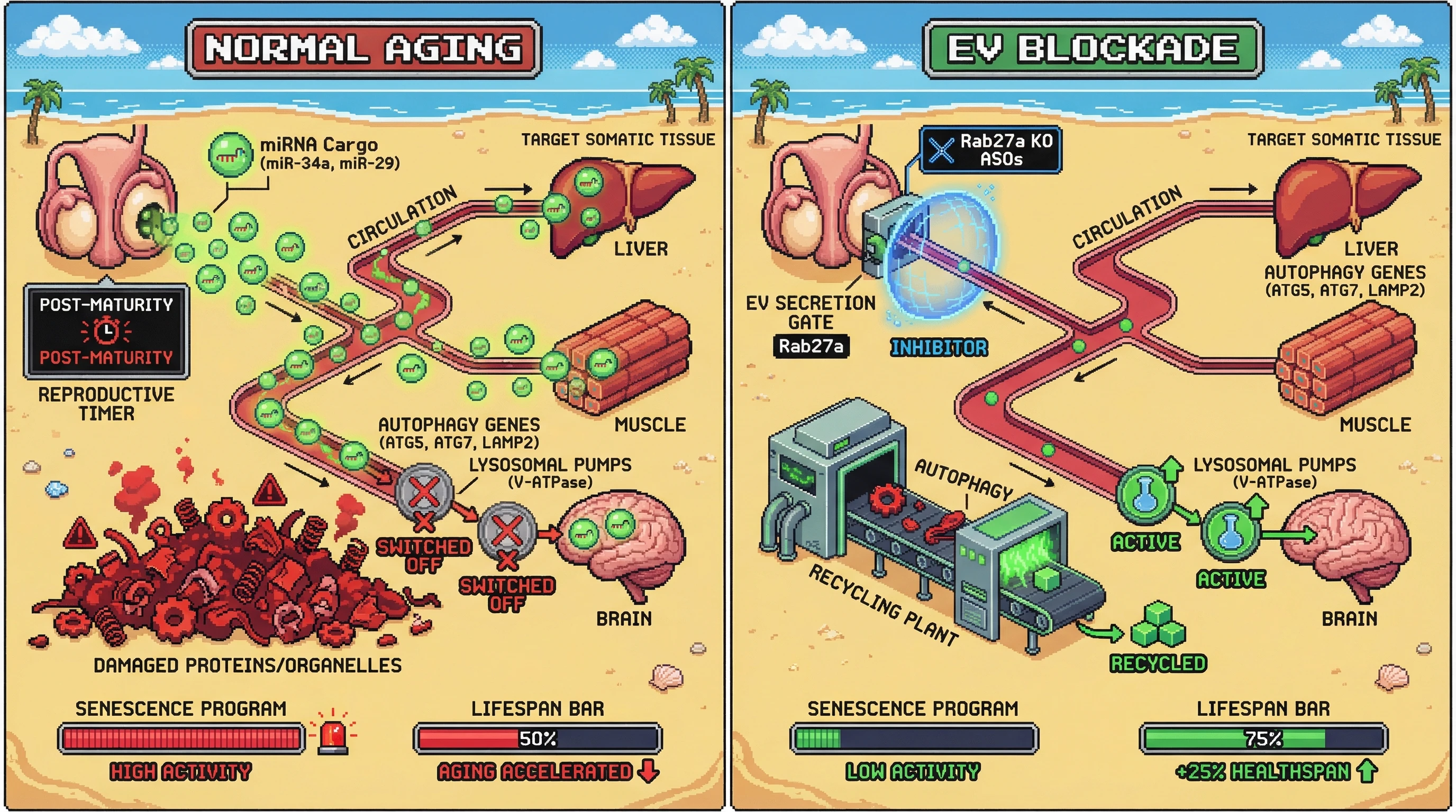 Mechanism: After reproductive maturity, gonad-derived extracellular vesicles (EVs) carrying specific miRNAs actively suppress autophagy and lysosomal function in somatic tissues, accelerating aging. Readout: Readout: Blocking these EVs (e.g., via Rab27a knockout) prevents autophagy decline, reducing senescence markers and increasing healthspan by 25%.