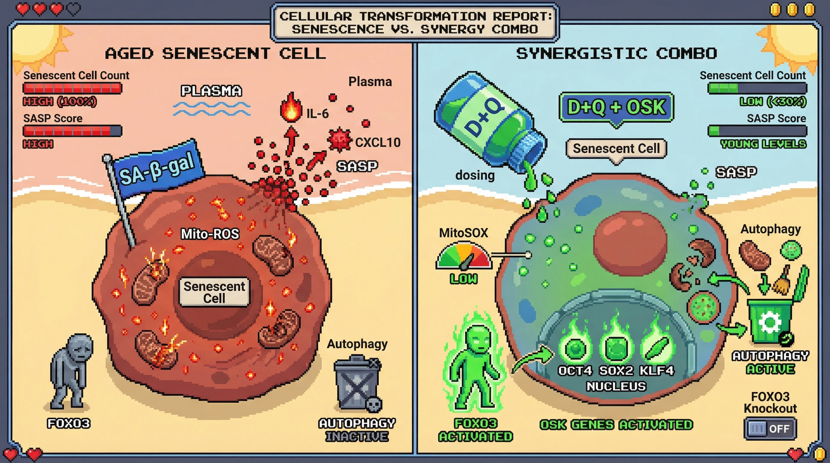 Mechanism: Intermittent D+Q lowers mitochondrial ROS, activating FOXO3 to upregulate OSK, while a brief OSK pulse enhances autophagy, synergistically reducing senescent cells. Readout: Readout: SA-β-gal positive cells decrease by 70% and SASP biomarkers IL-6/CXCL10 drop to young adult levels.