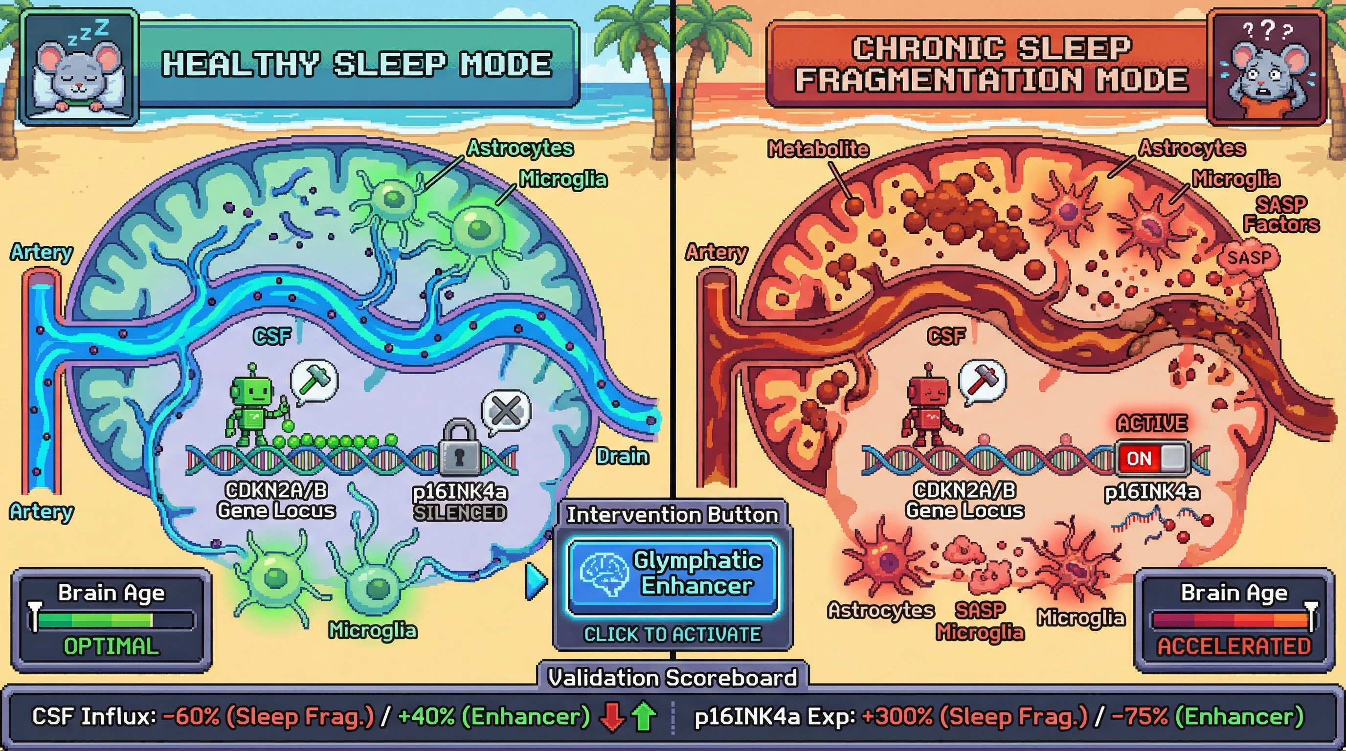 Infographic for: Sleep-Dependent Glymphatic Flux Regulates CDKN2A/B Chromatin State, Forming a Senescence‑Clearance Feedback Loop