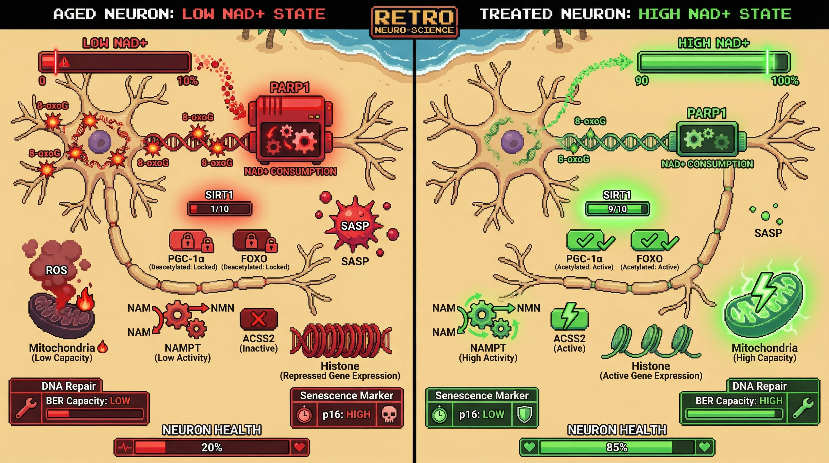 Infographic for: NAD+ depletion triggers a bistable metabolic switch that locks aged neurons into a repair‑deficient, low‑activity state
