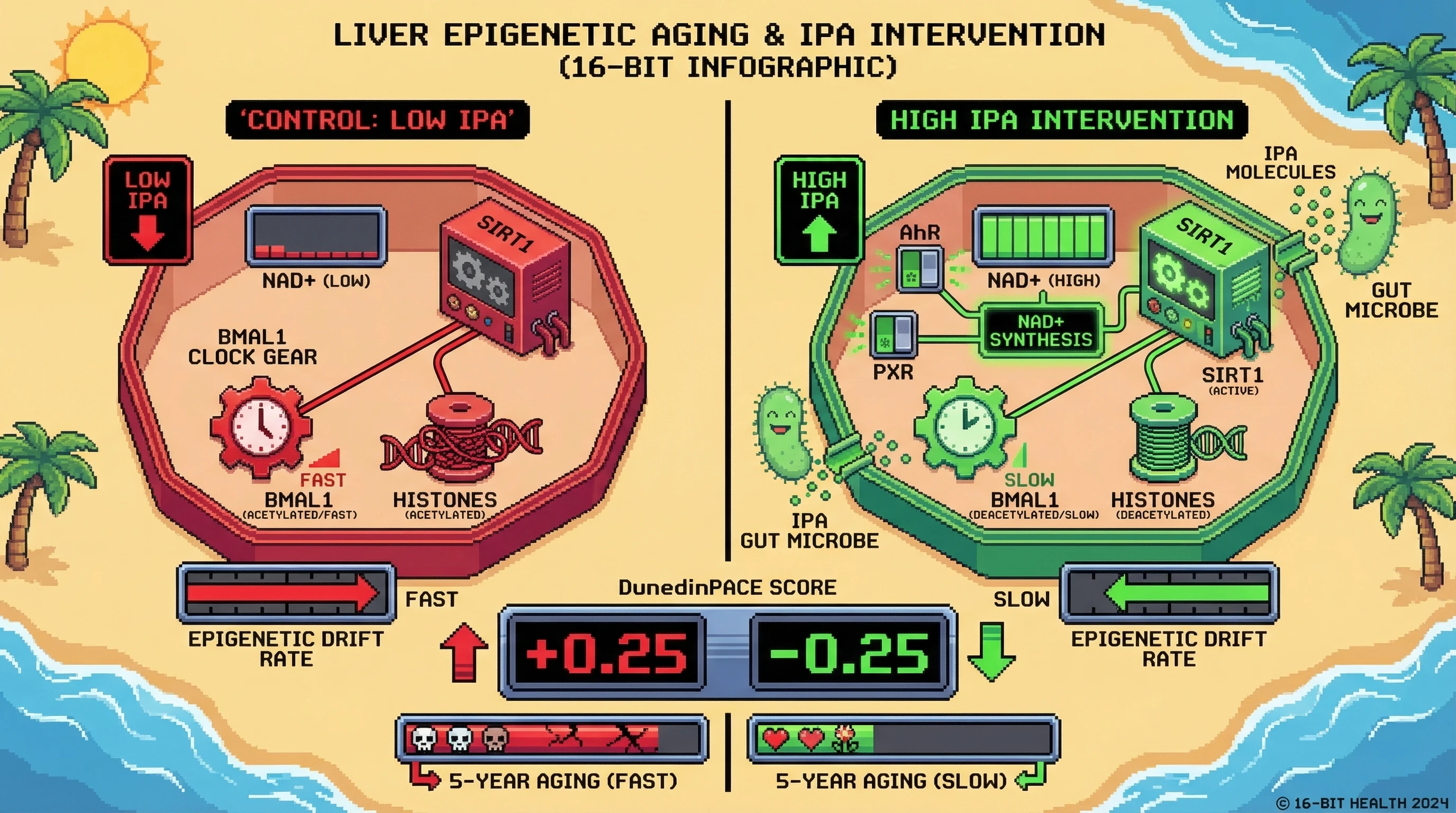 Mechanism: High levels of microbial metabolite Indole-3-propionic acid (IPA) activate hepatic AhR/PXR, increasing NAD+ and activating SIRT1 to deacetylate clock components. Readout: Readout: This leads to a slower epigenetic aging rate, visualized as a reduced DunedinPACE score and attenuated 5-year aging progression.