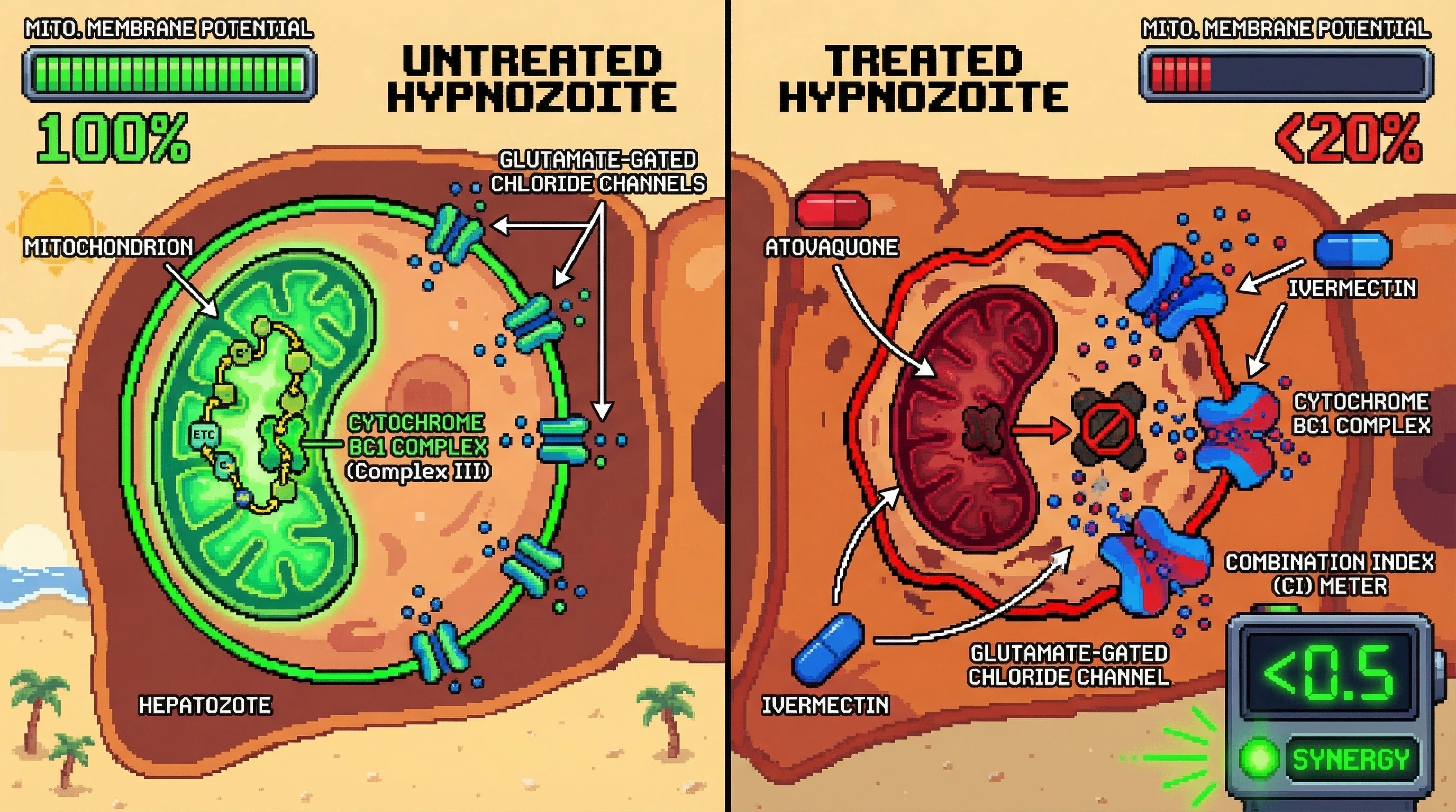 Mechanism: Atovaquone inhibits the mitochondrial Cytochrome bc1 complex while Ivermectin disrupts chloride channels, synergistically collapsing Plasmodium hypnozoite mitochondrial function. Readout: Readout: Mitochondrial membrane potential drops by over 80%, and the combination index is less than 0.5, indicating potent synergy.