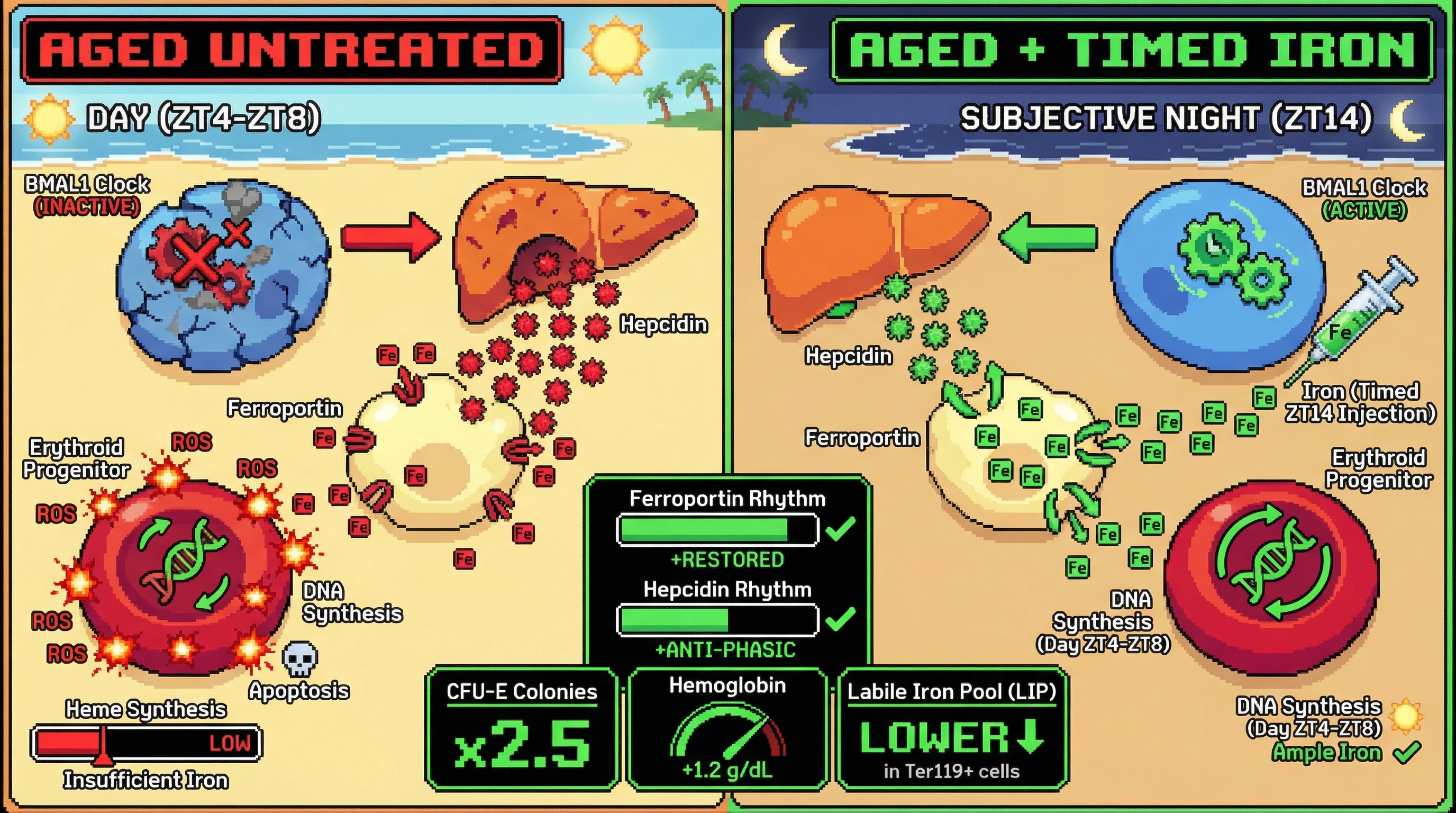 Mechanism: Timed iron supplementation at subjective night restores the circadian ferroportin-hepcidin axis in aged mice, improving iron availability for erythroid progenitors. Readout: Readout: Bone marrow ferroportin rhythms are restored, CFU-E colonies increase 2-fold, and hemoglobin rises 1 g/dL.